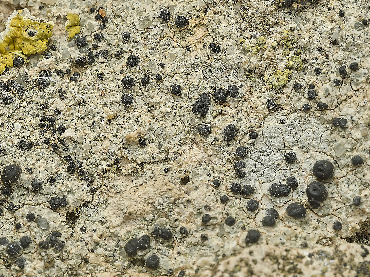 HanworthChurchLichen3290926-1