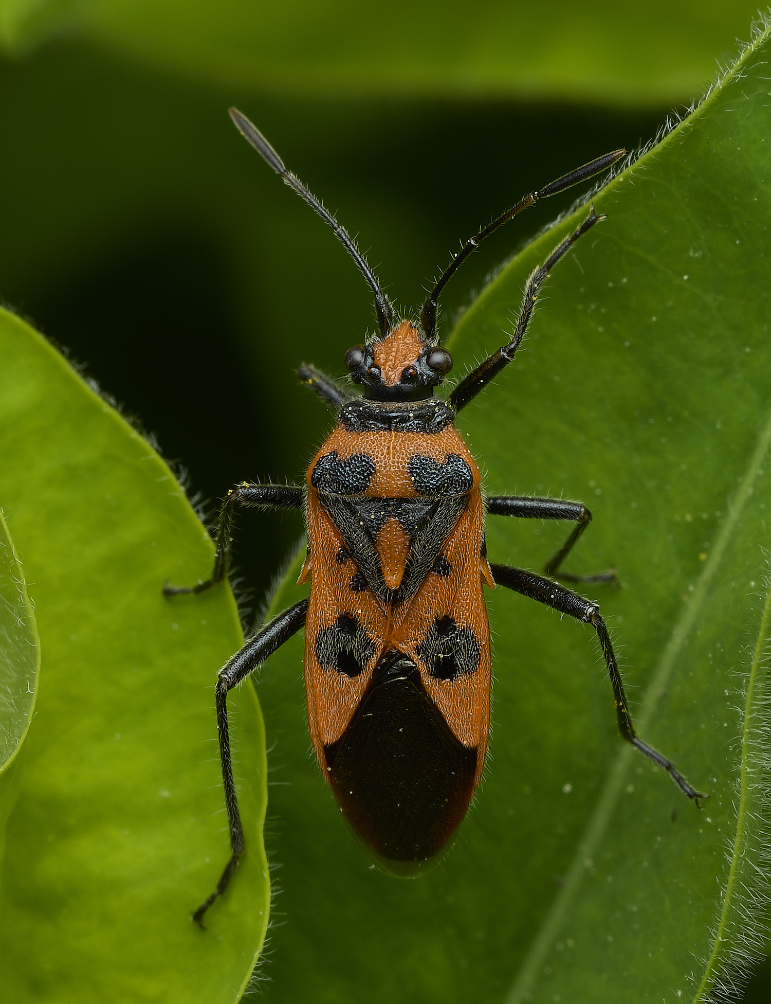 HanworthCinnamonBug170426-1