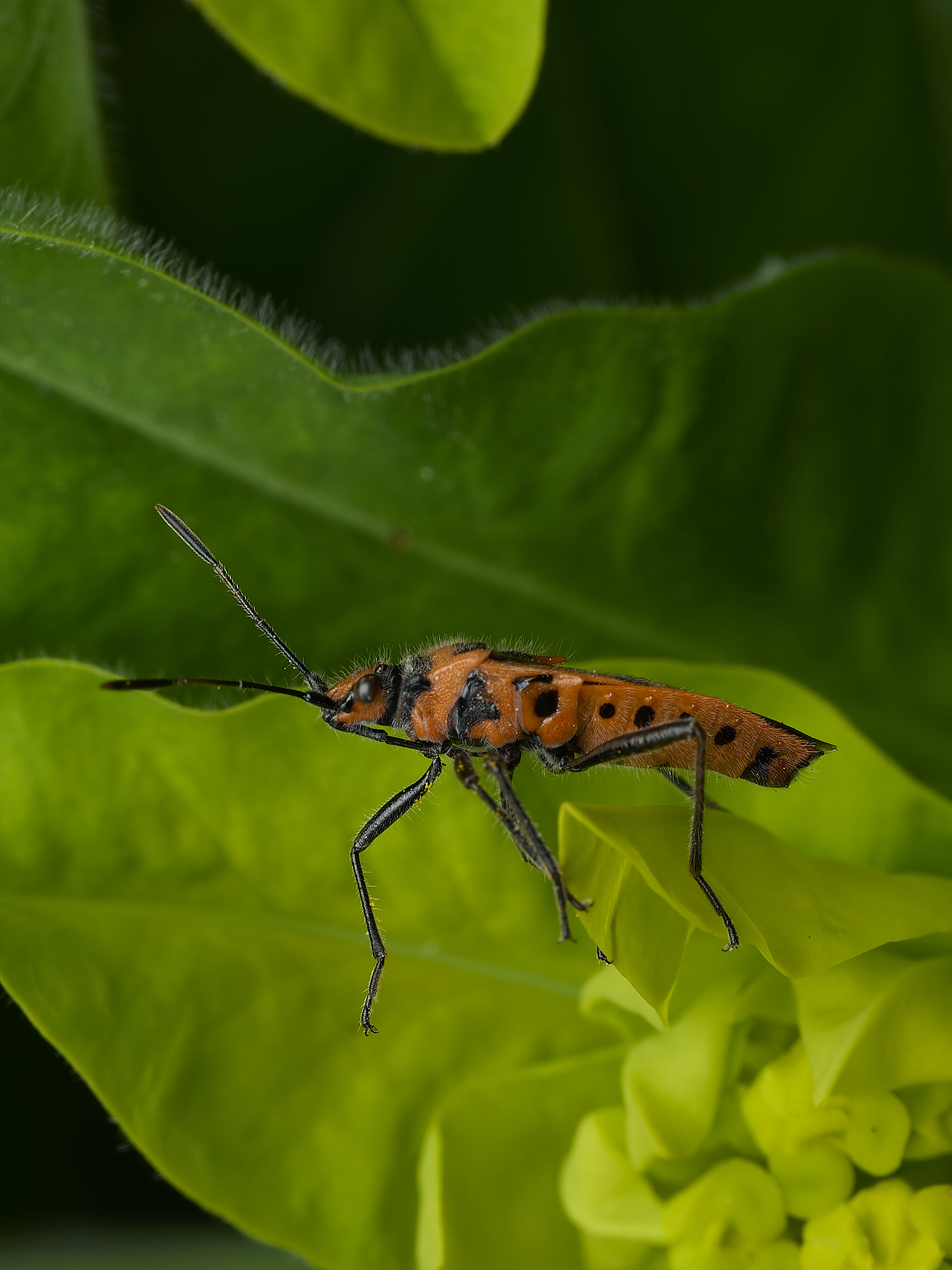 HanworthCinnamonBug170426-2