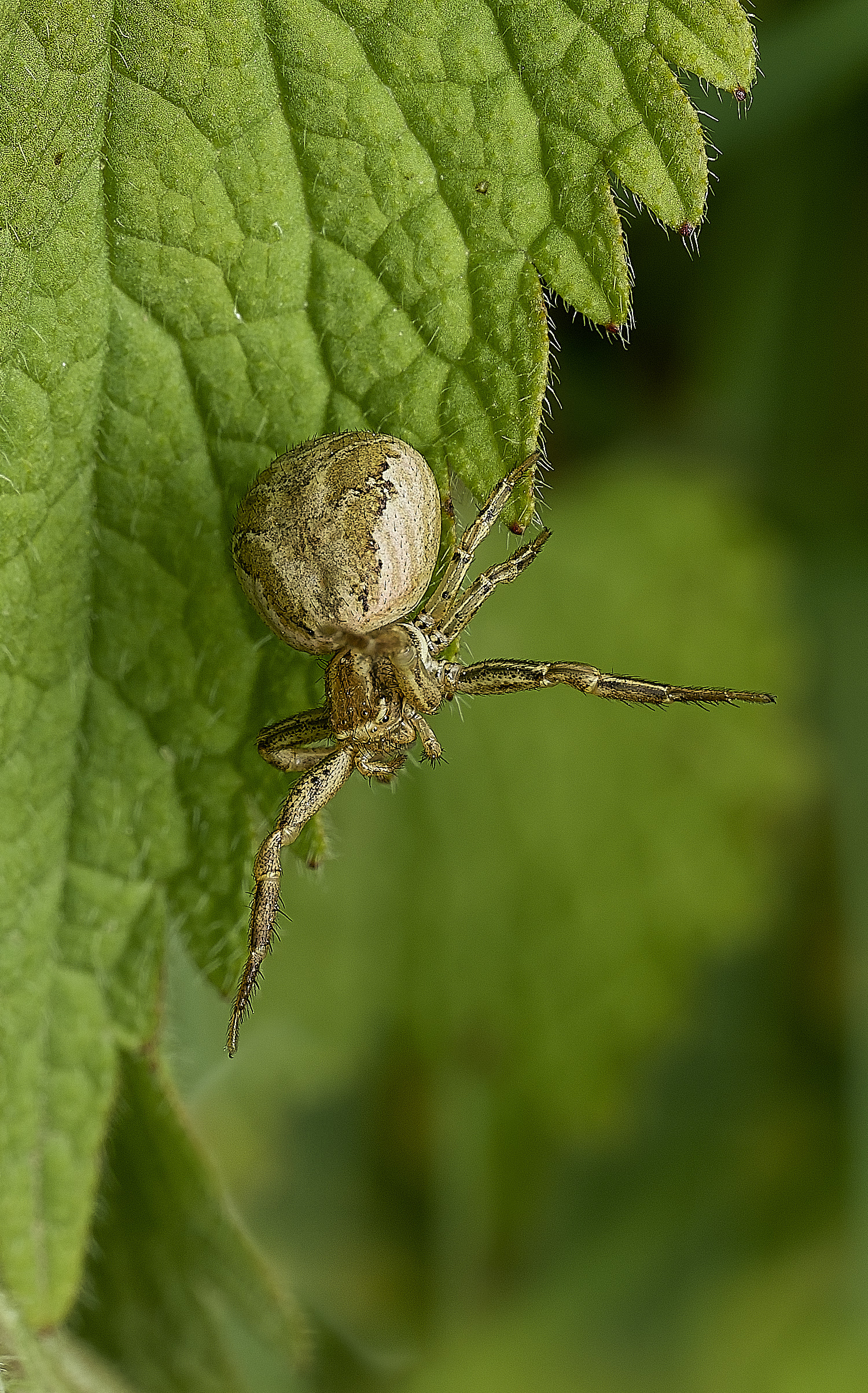 HanworthCrabSpider140426-1