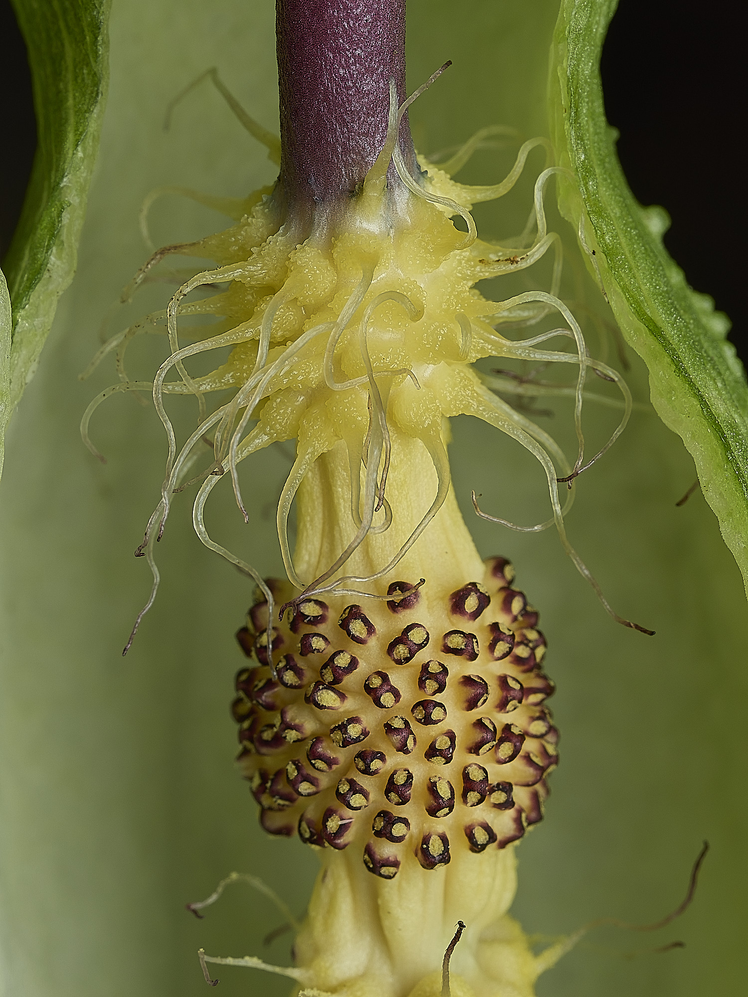HanworthCuckooPint180426-4