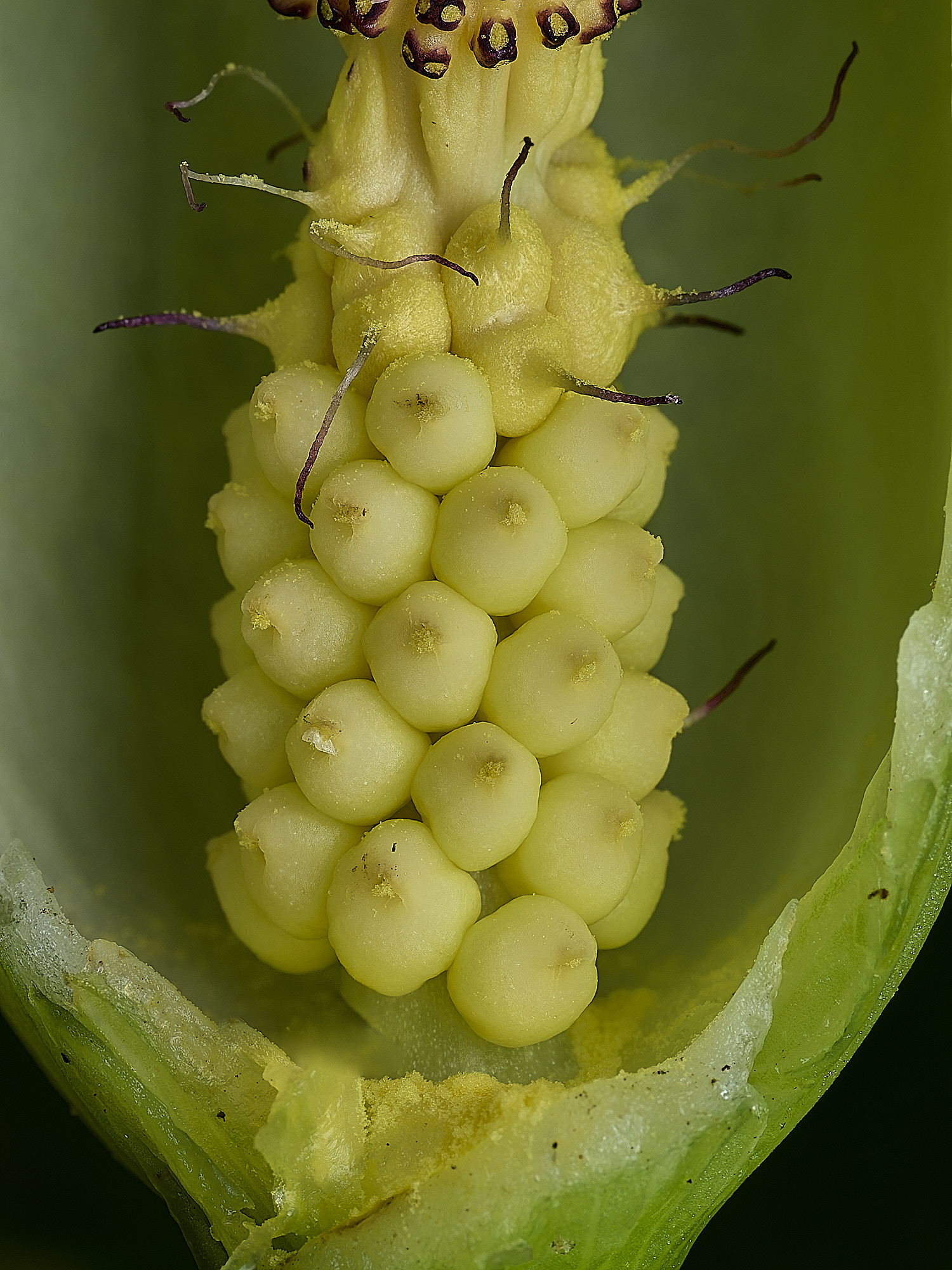 HanworthCuckooPint180426-5