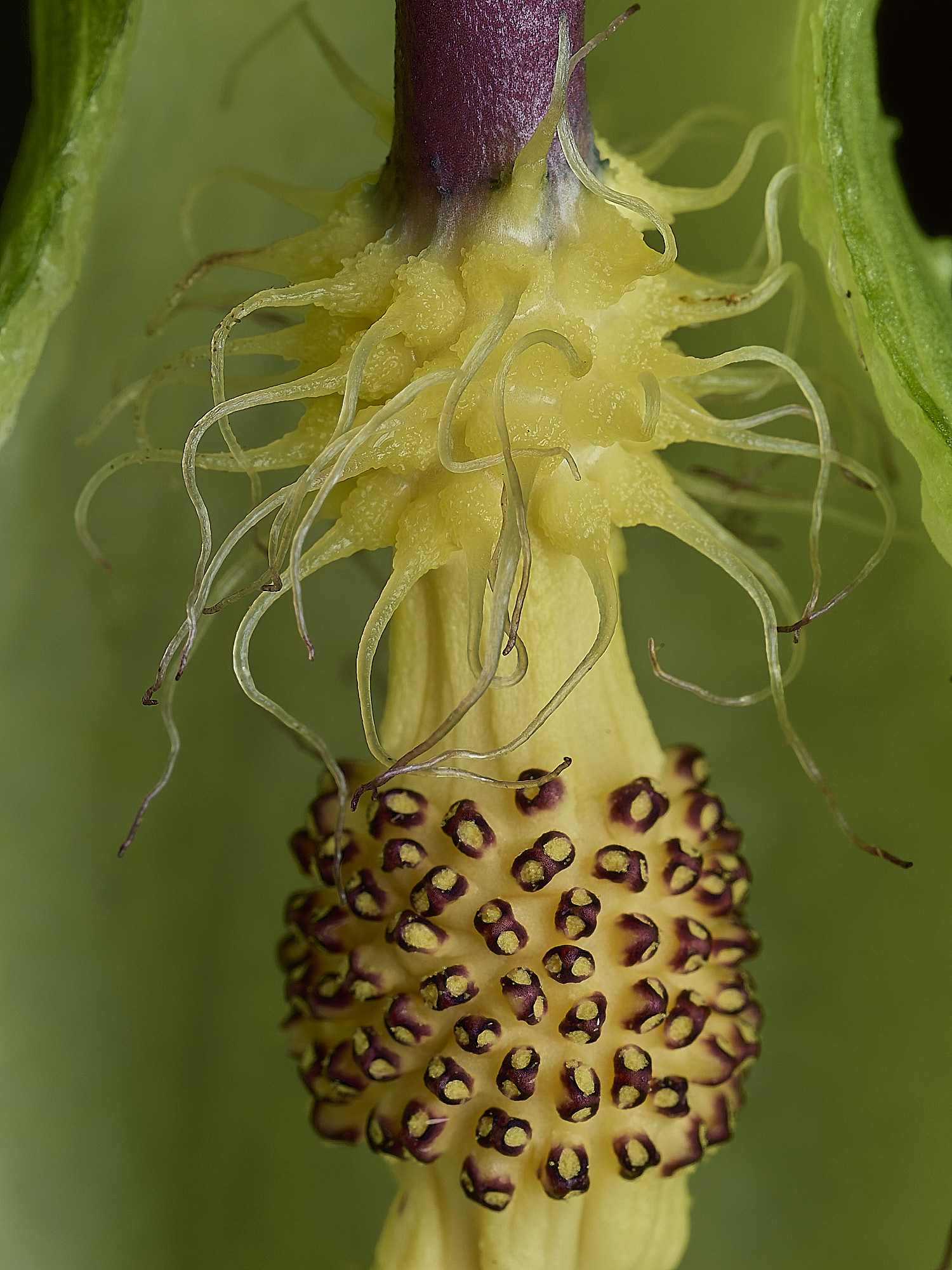 HanworthCuckooPint180426-8