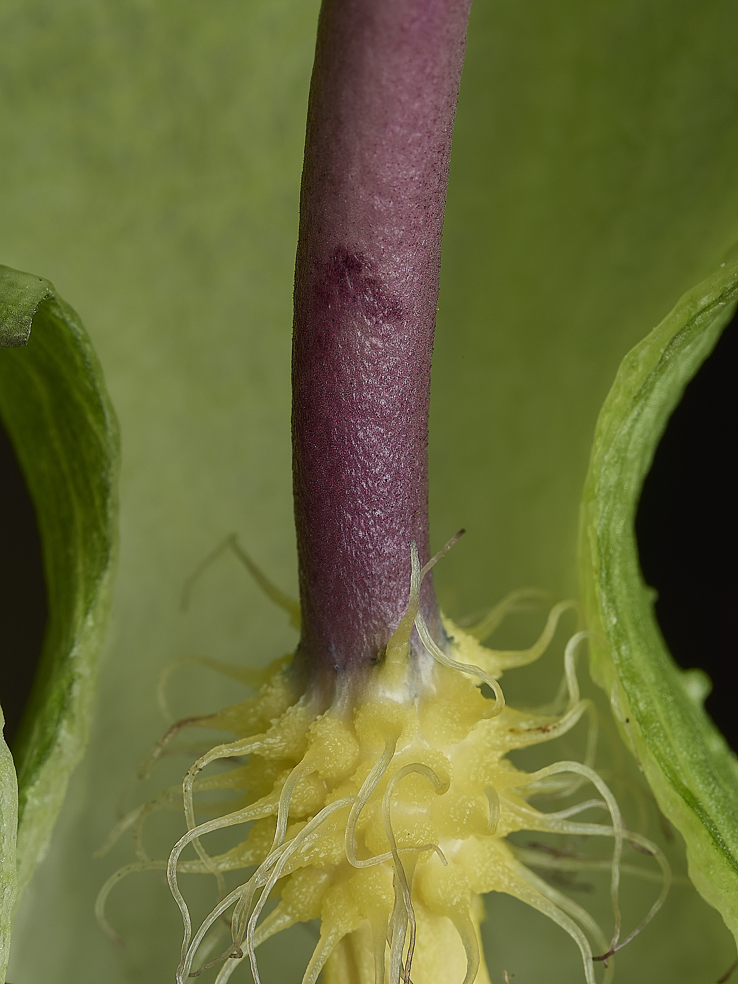 HanworthCuckooPint180426-9