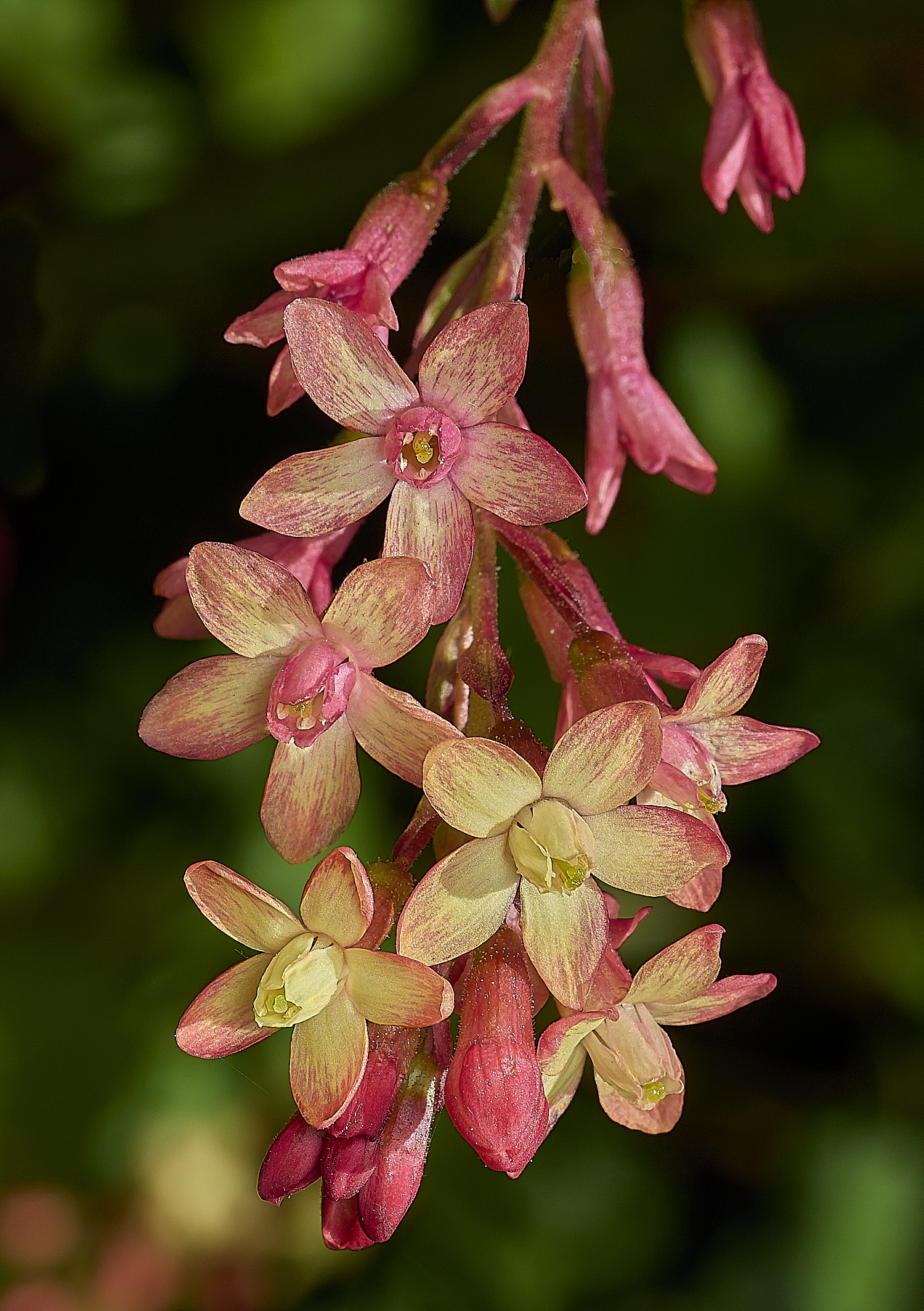 HanworthCurrant060426-1