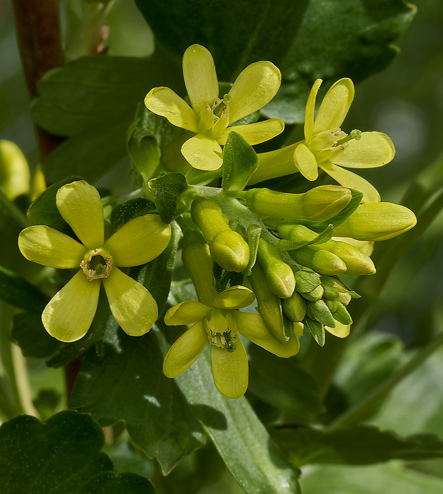 HanworthCurrant100426-1