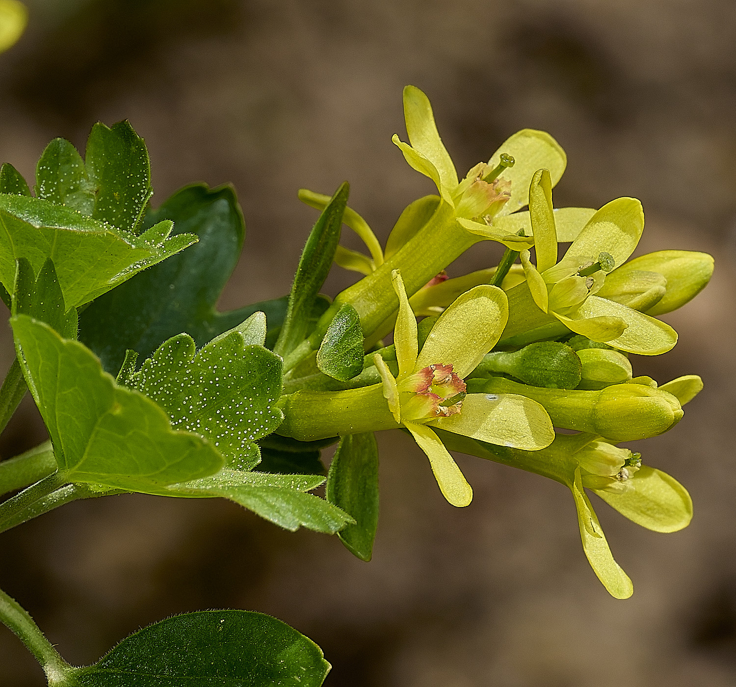 HanworthCurrant100426-2