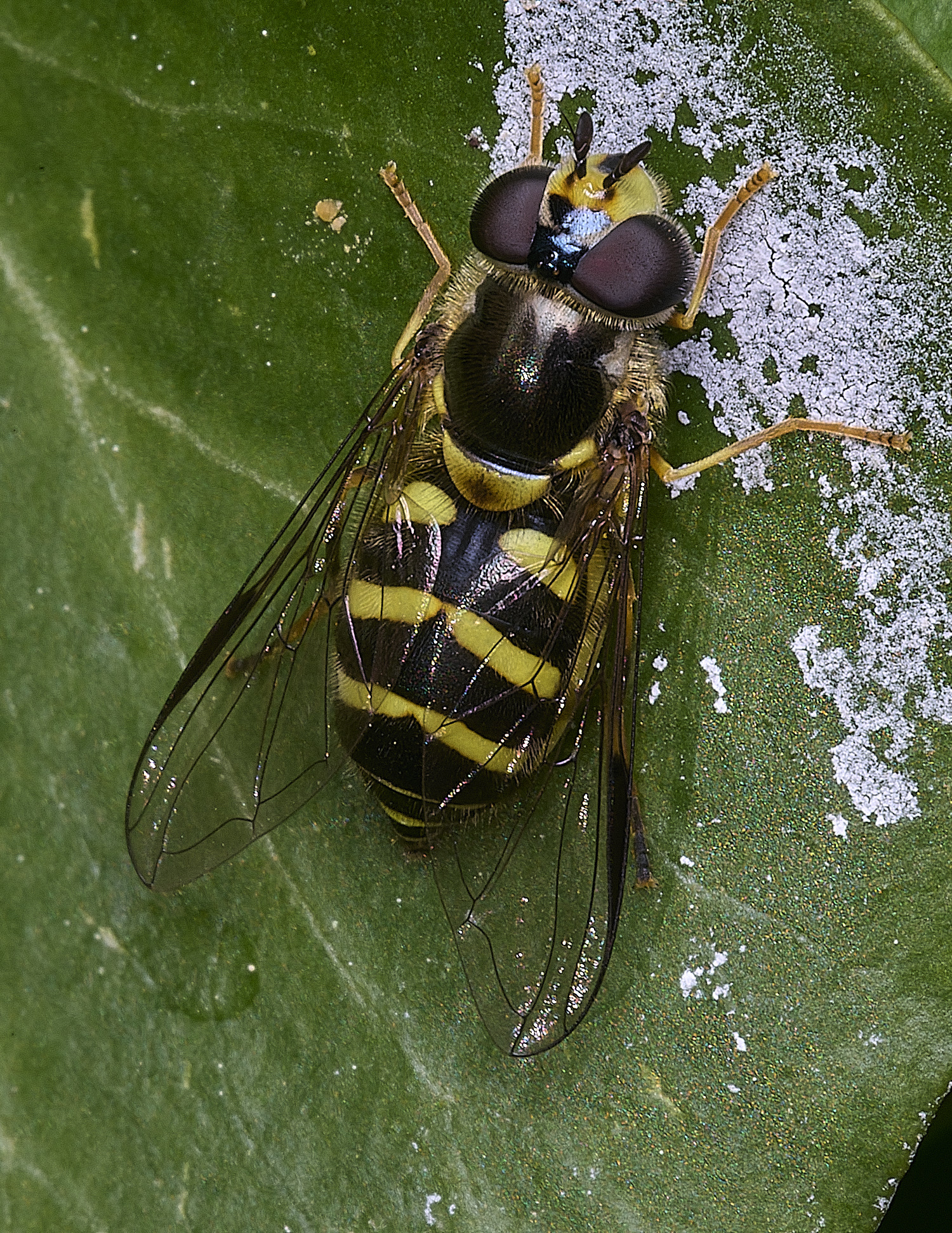 HanworthDalbostriatus090526-2