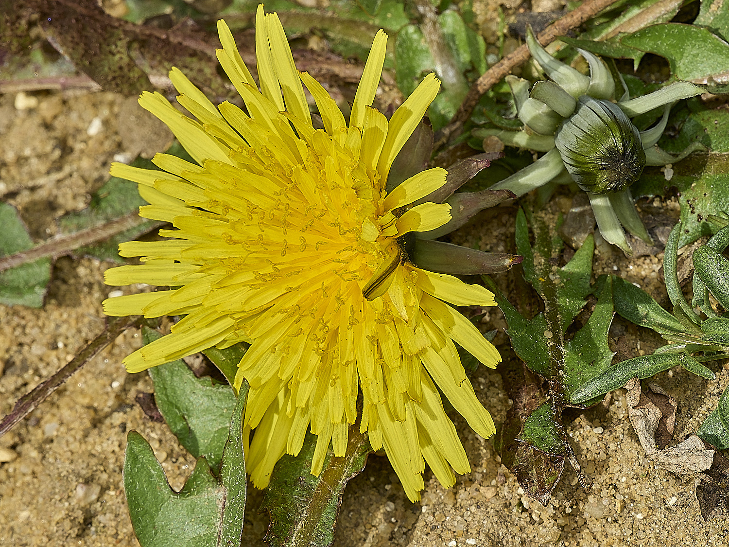 HanworthDandelion040426-1