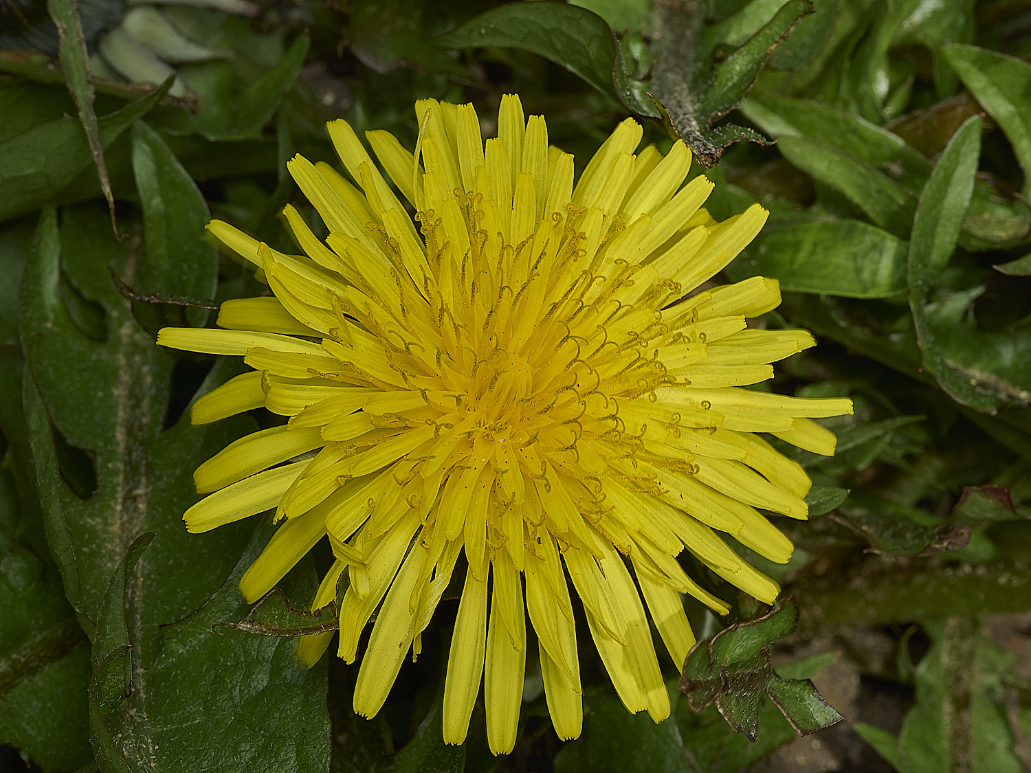 HanworthDandelion040426-2