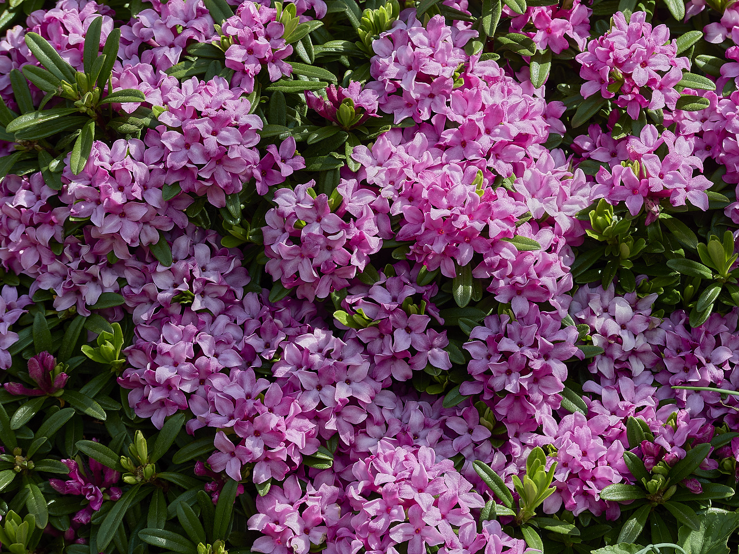 HanworthDaphne120426-1