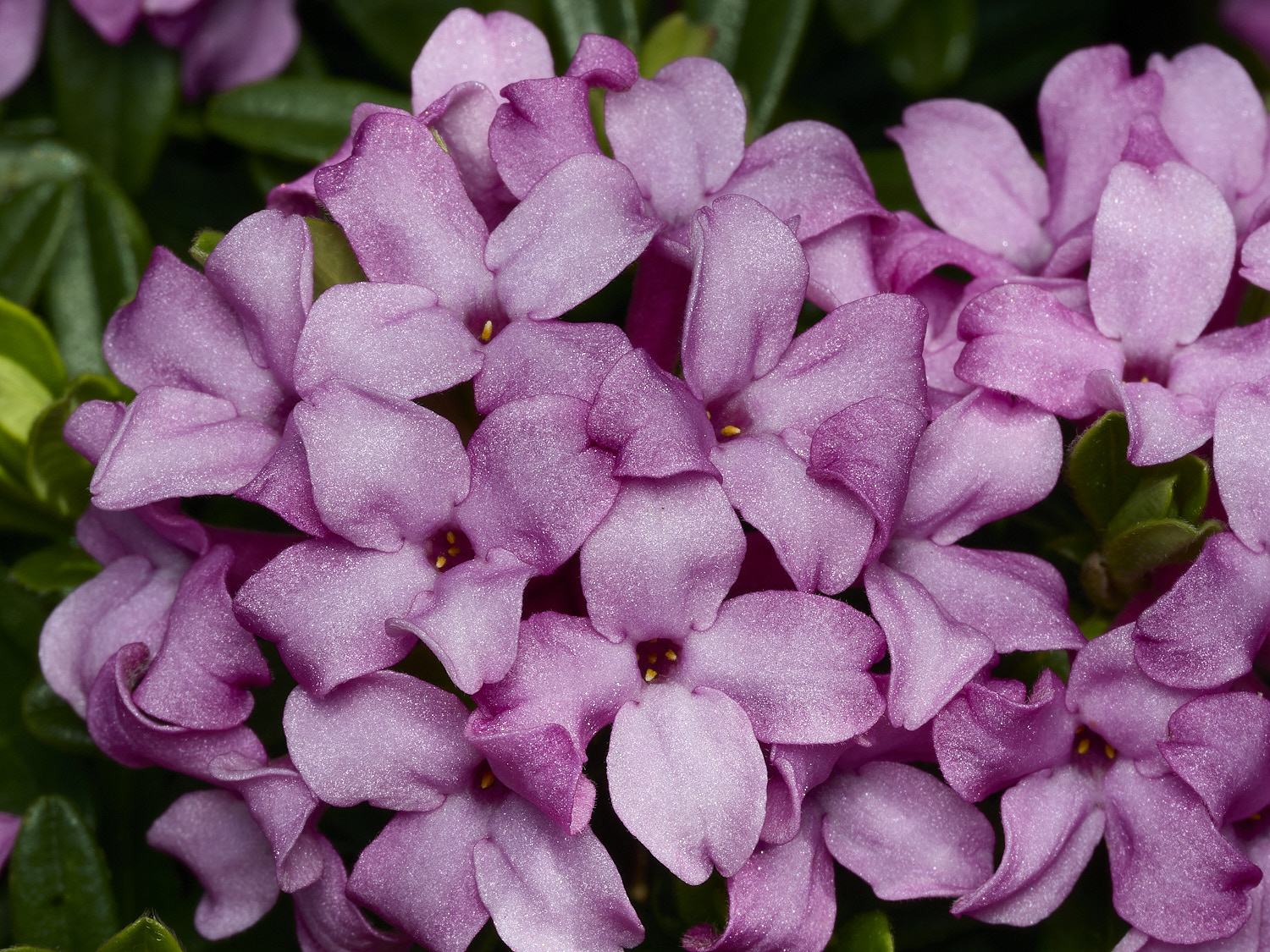 HanworthDaphne120426-2