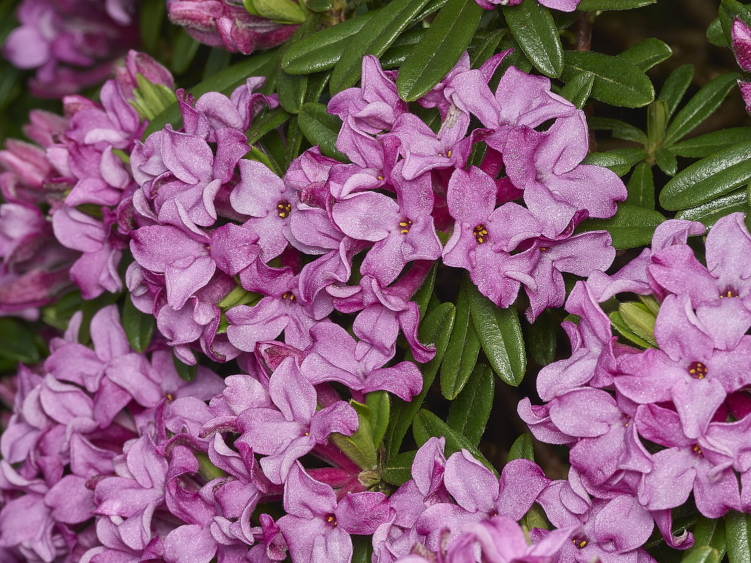 HanworthDaphne120426-3