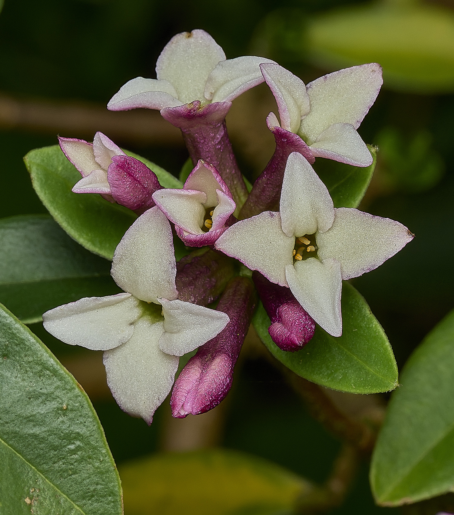HanworthDaphne120426-4