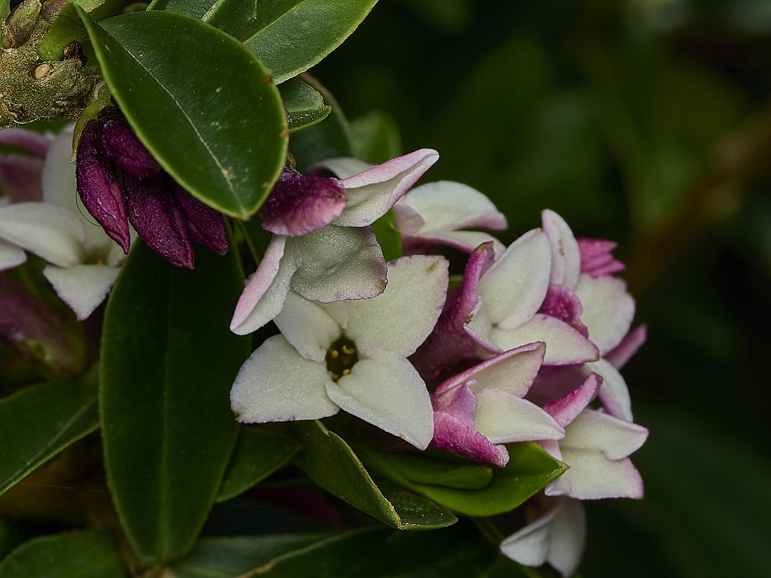 HanworthDaphne120426-5