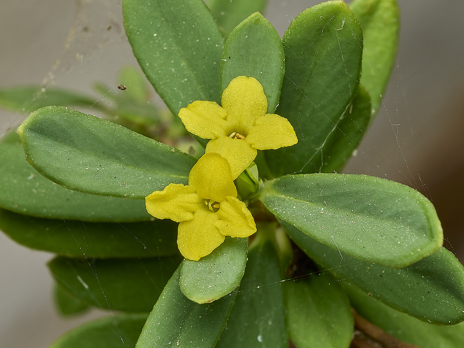 HanworthDaphne120426-6