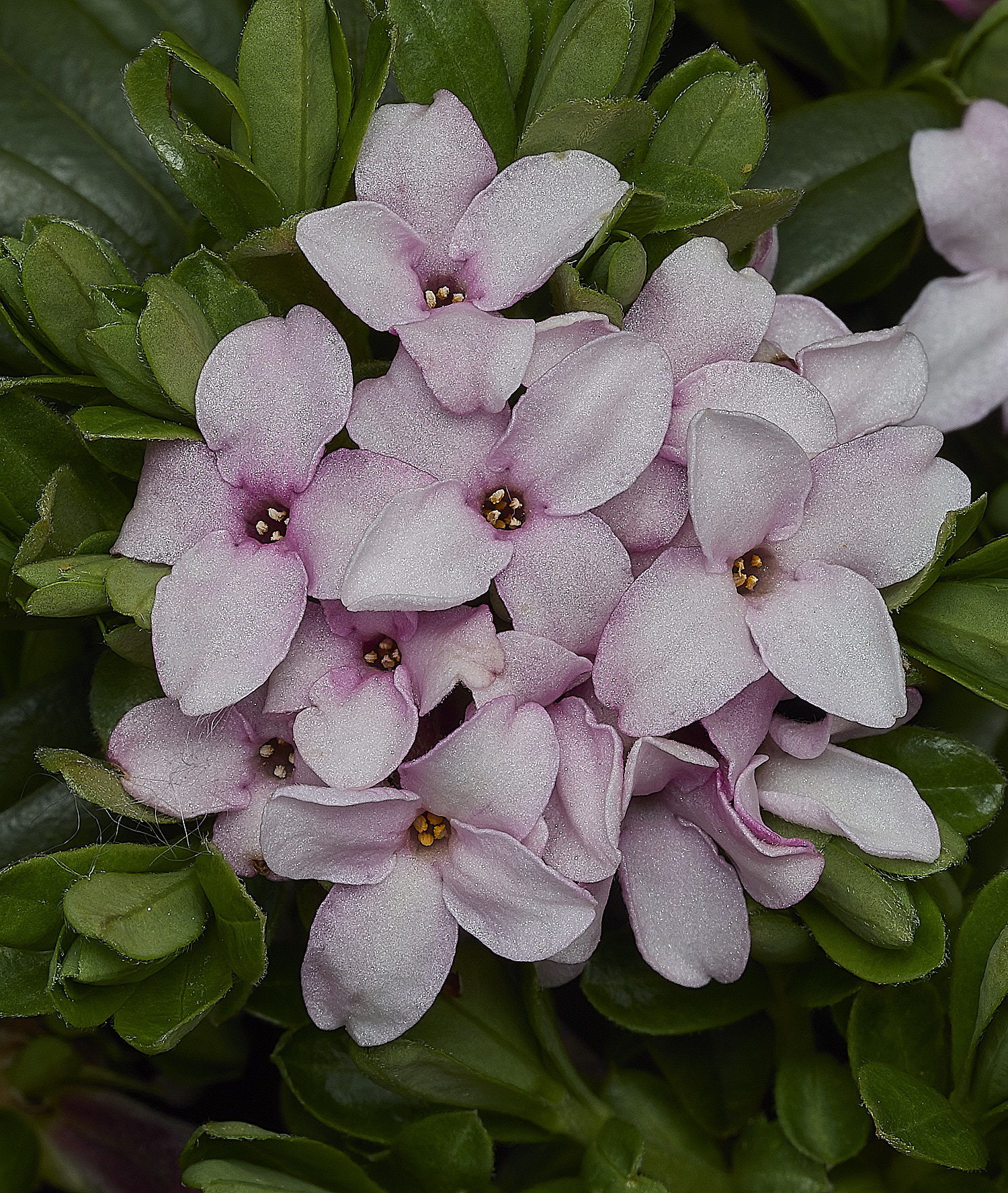 HanworthDaphne170426-1