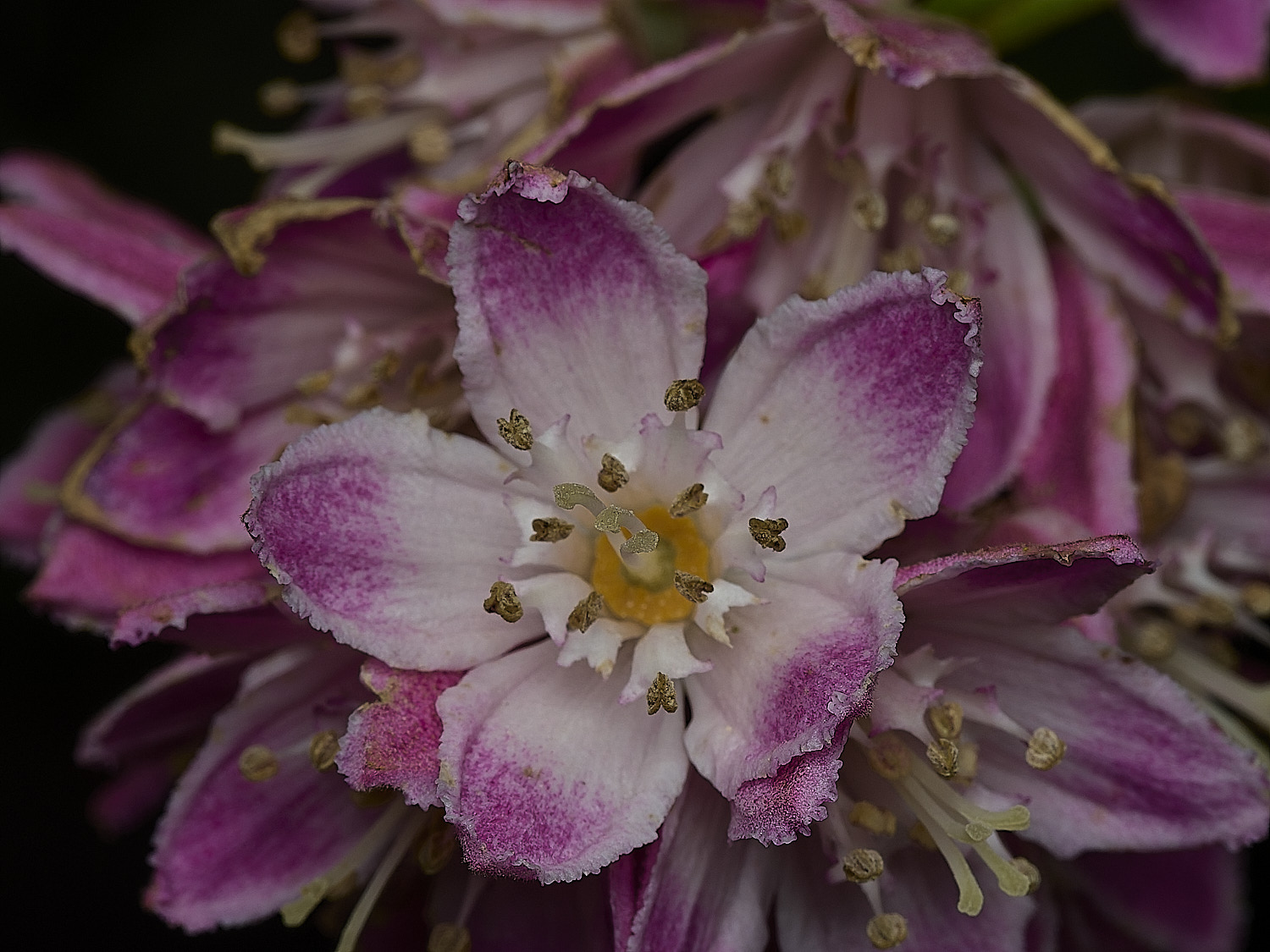 HanworthDuetzia100626-1
