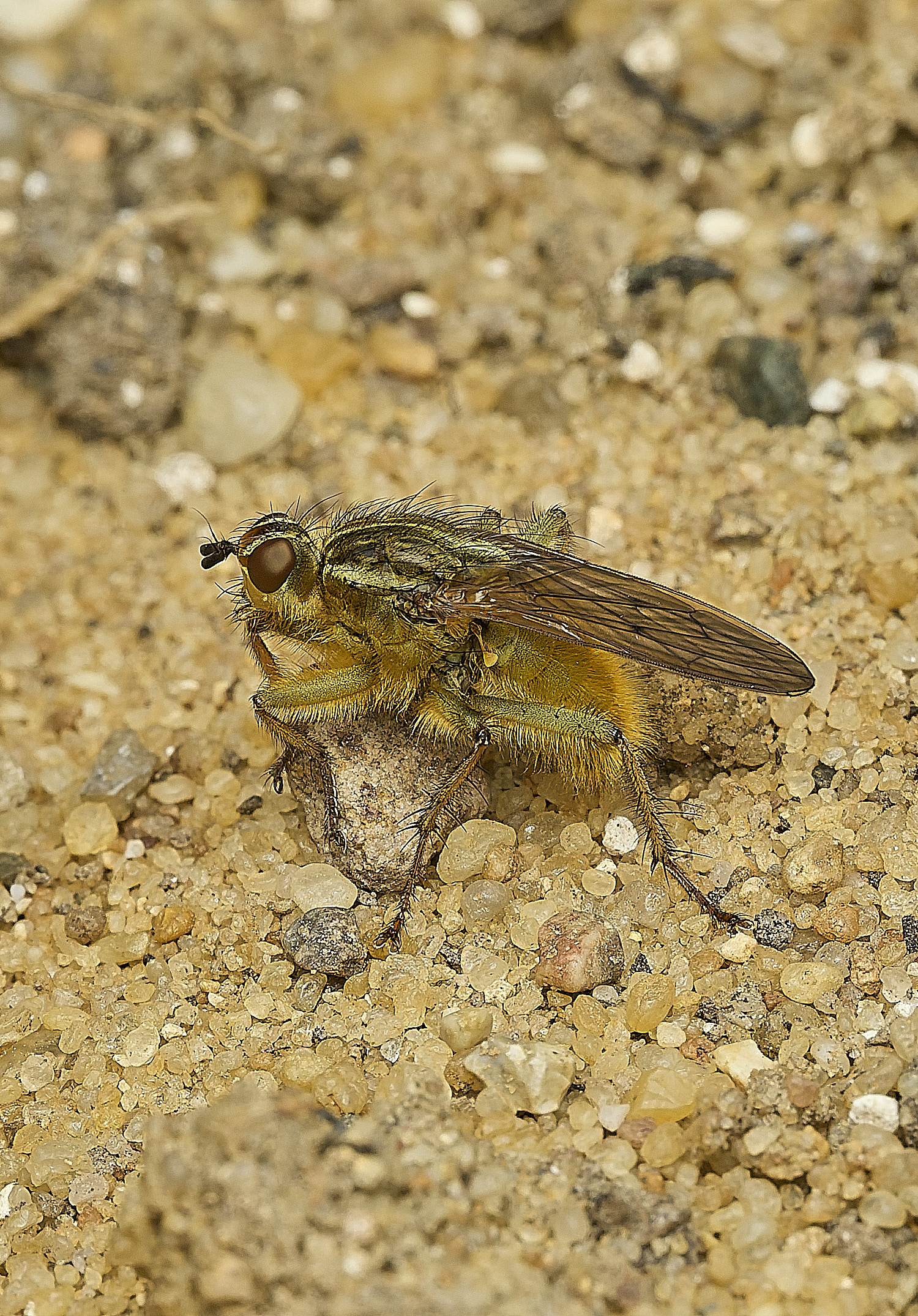 HanworthDungfly090426-1