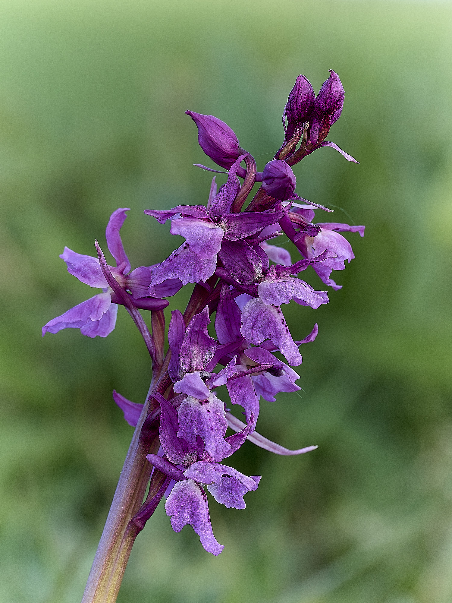 HanworthEarlyPurple180426-5