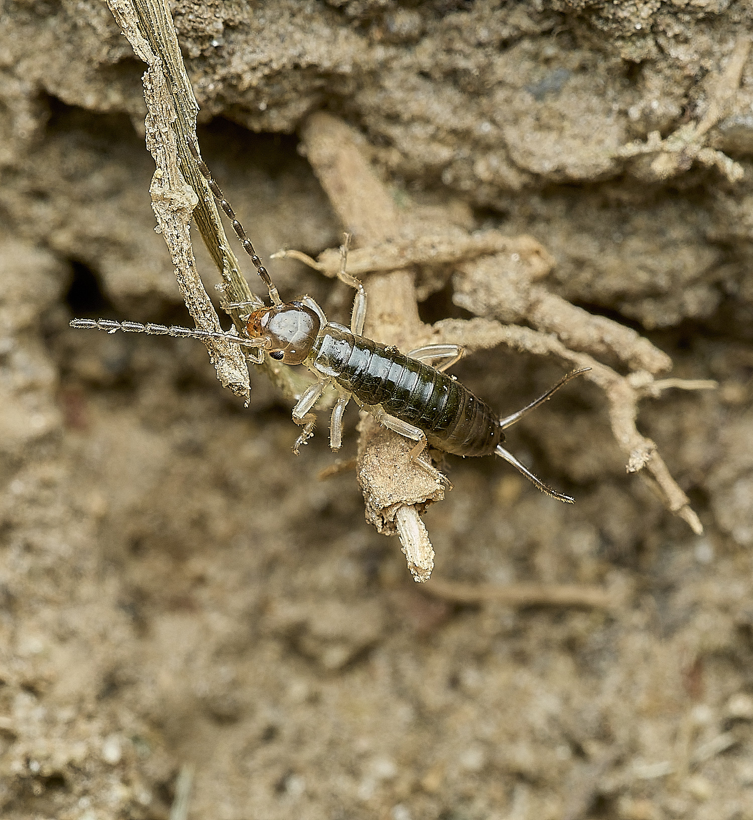 HanworthEarwig140426-1