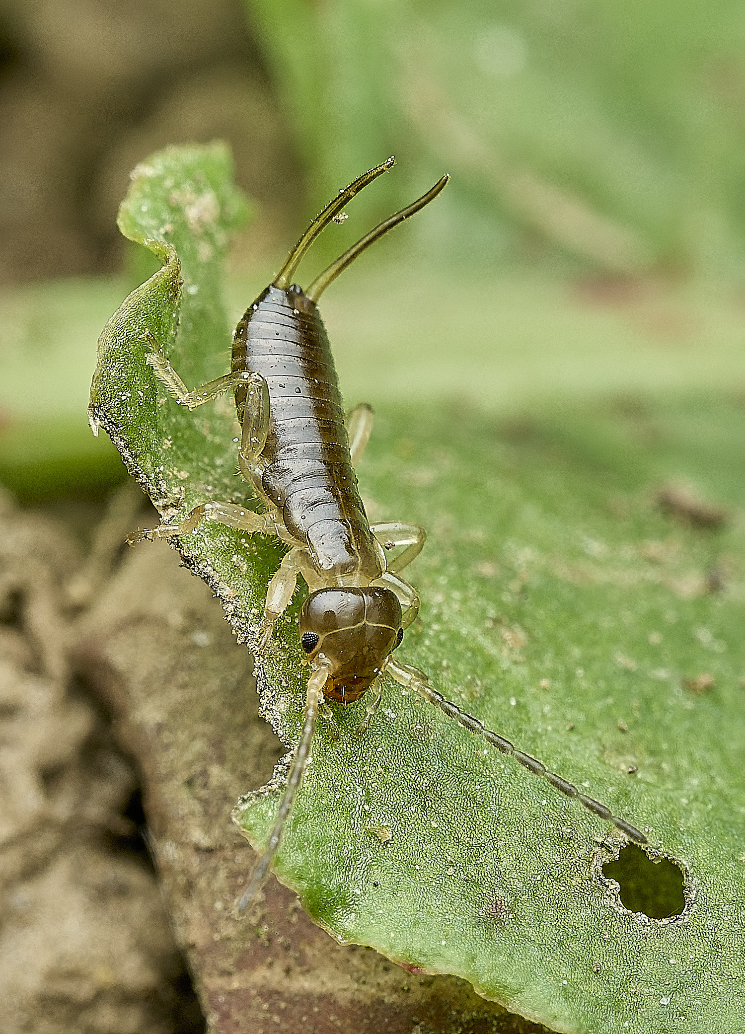 HanworthEarwig140426-2