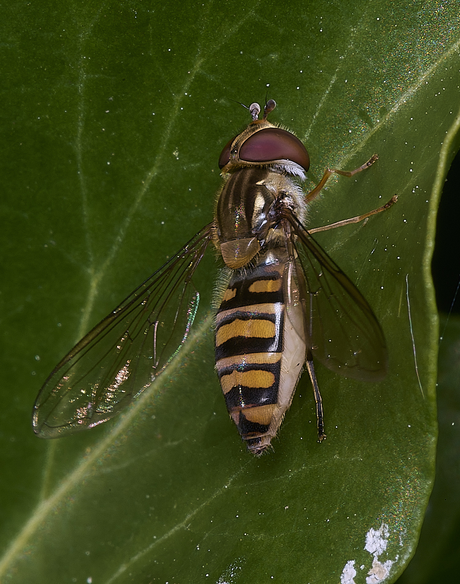 HanworthEbalteatus090526-1