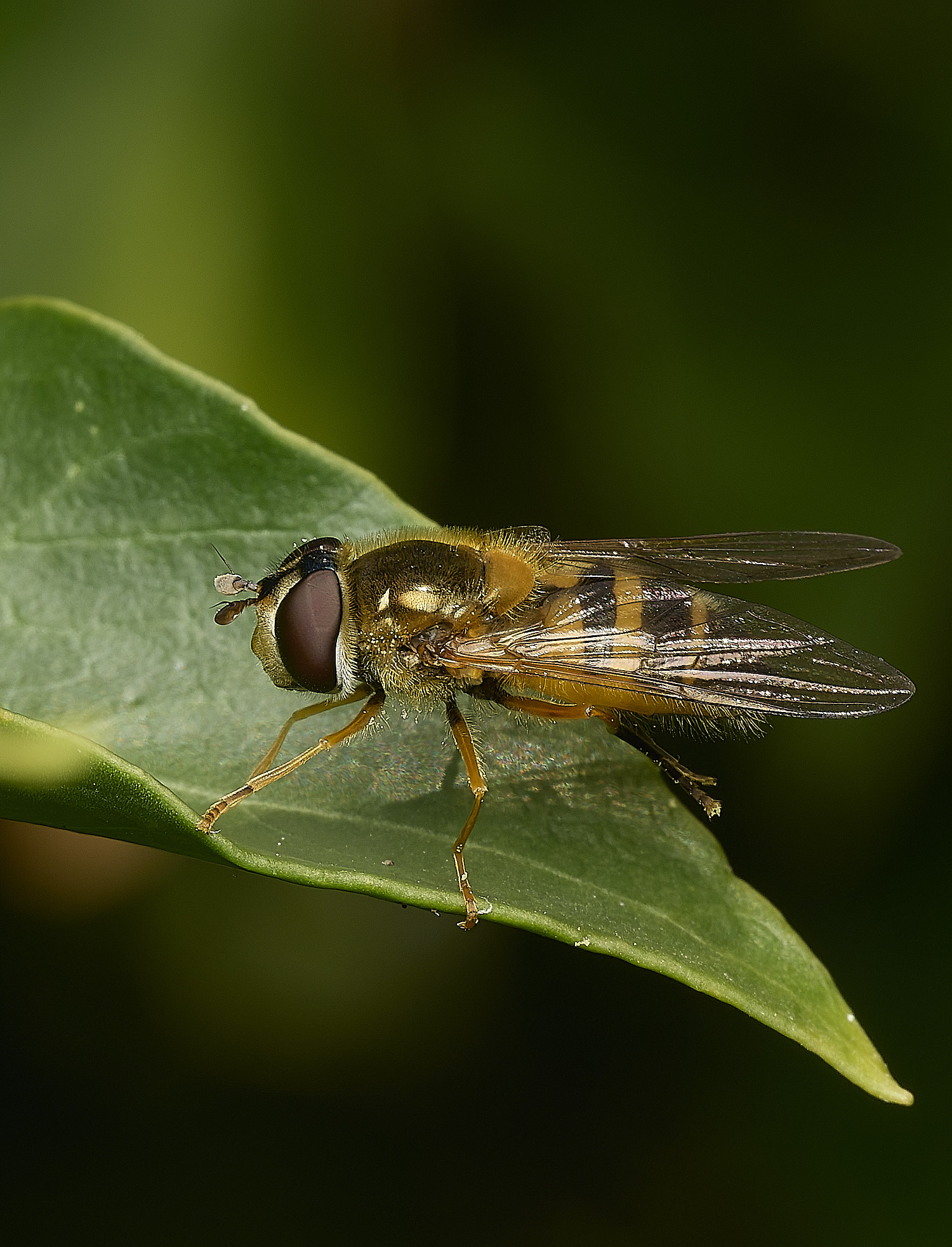 HanworthEelegans080526-1