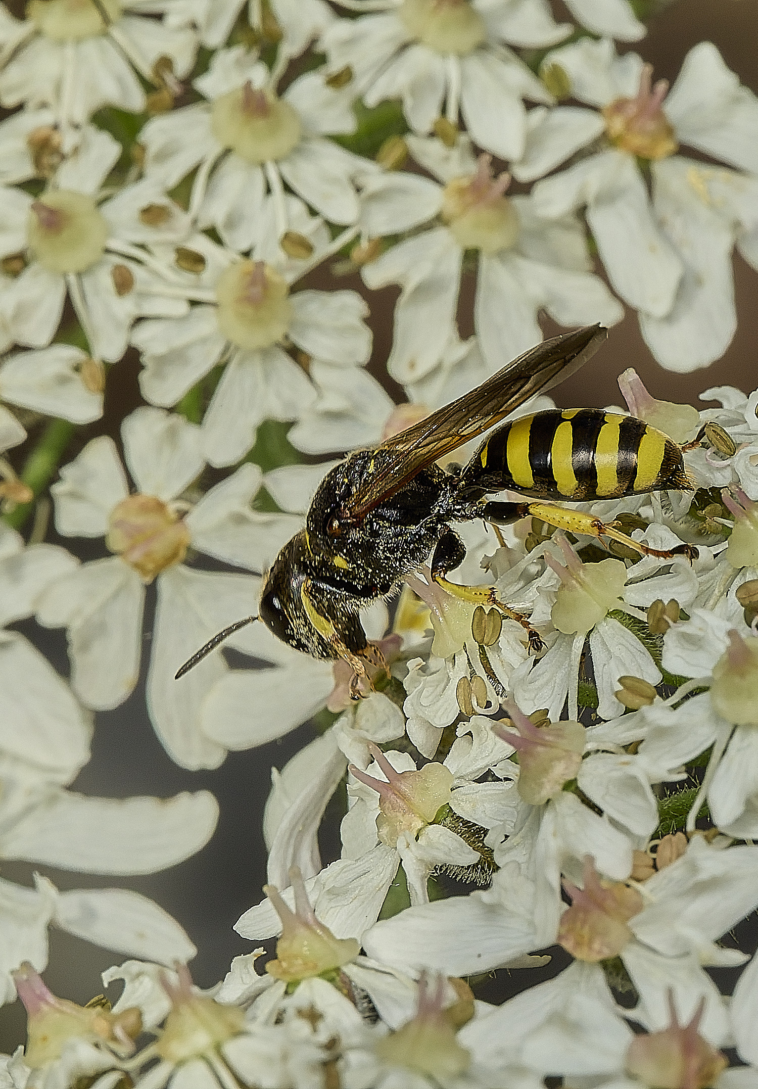 HanworthEliteratus090726-2