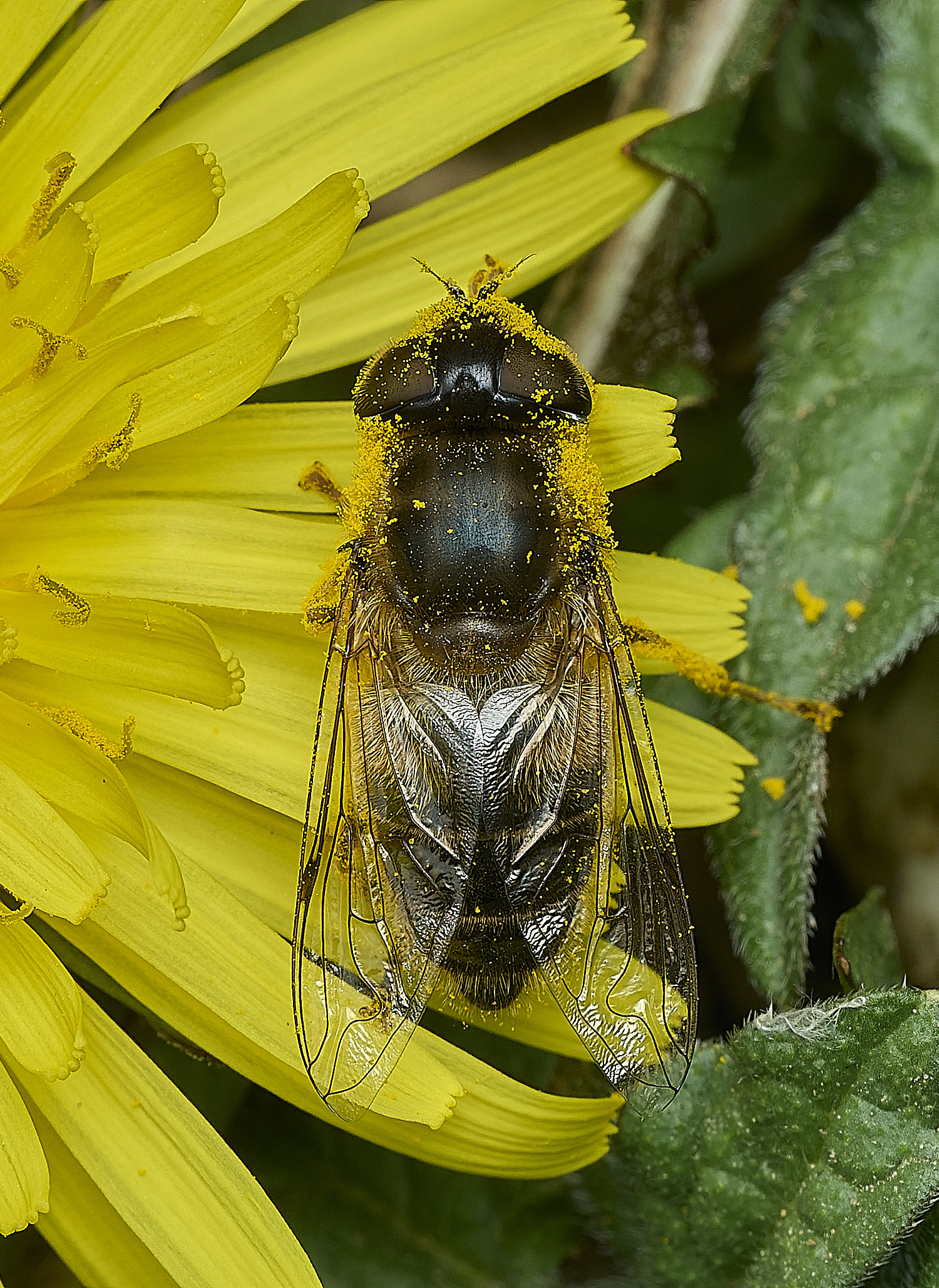 HanworthEristalisSp100426-1