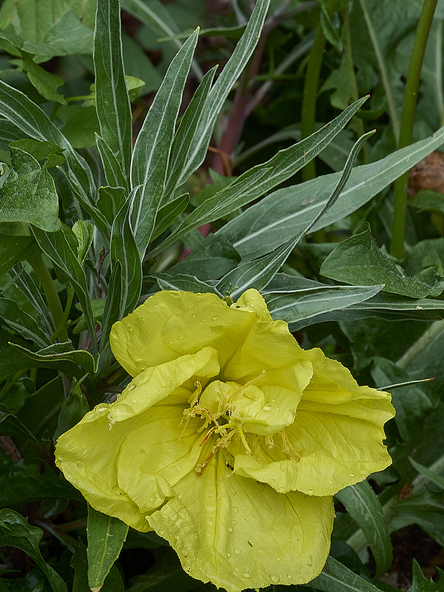 HanworthEveningPrimrose088626-2