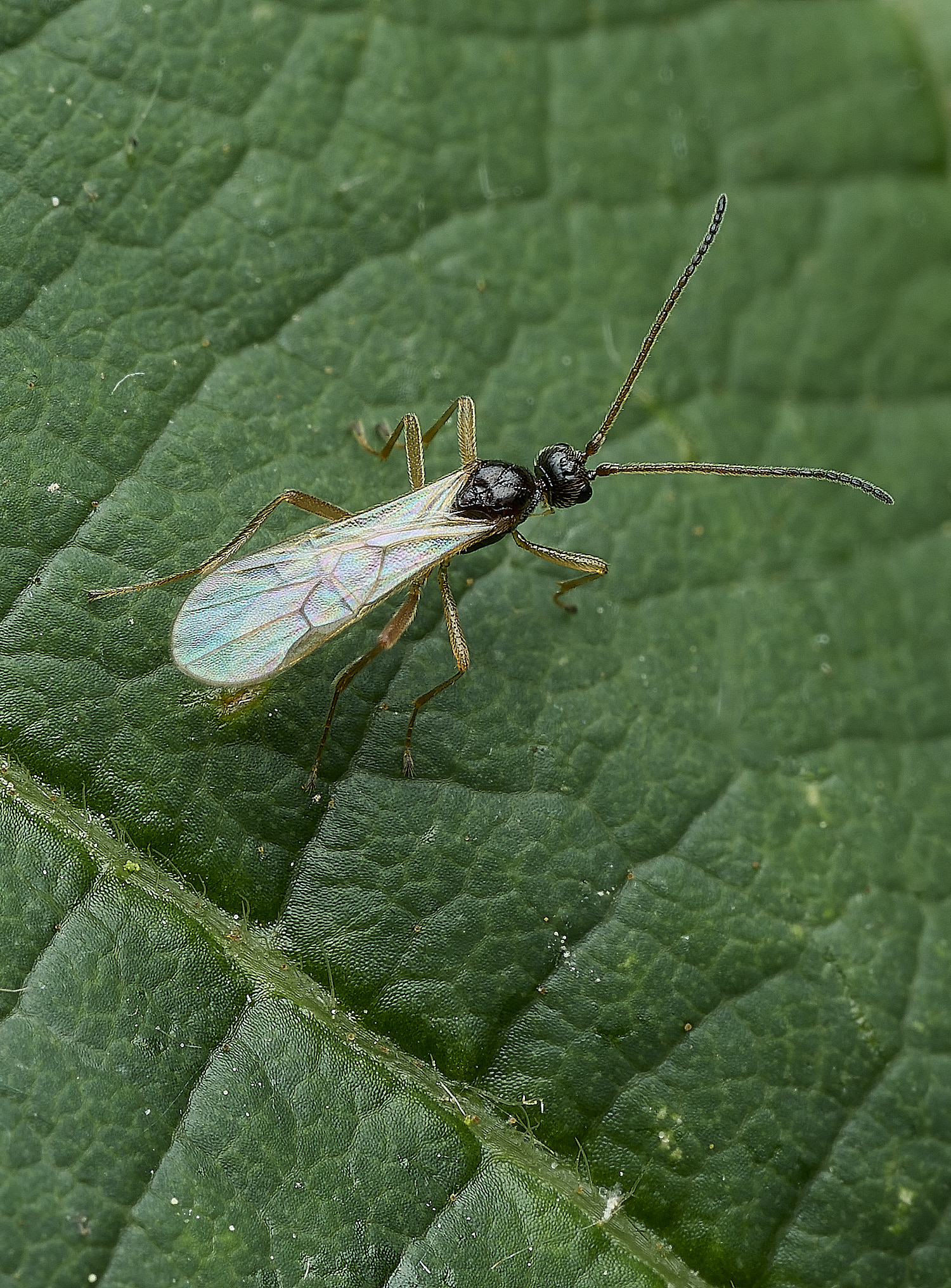 HanworthFly100626-1