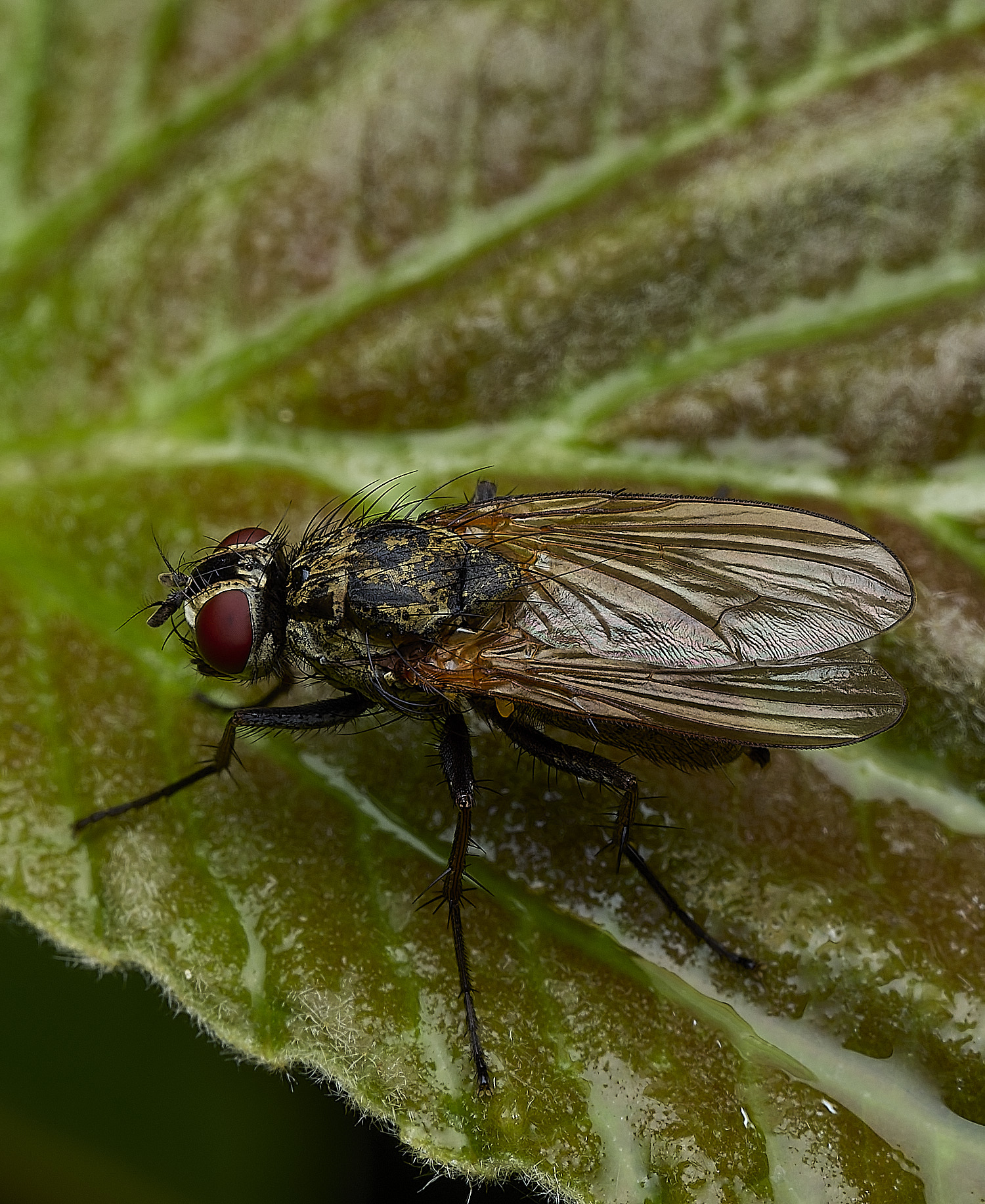 HanworthFly2100626-1