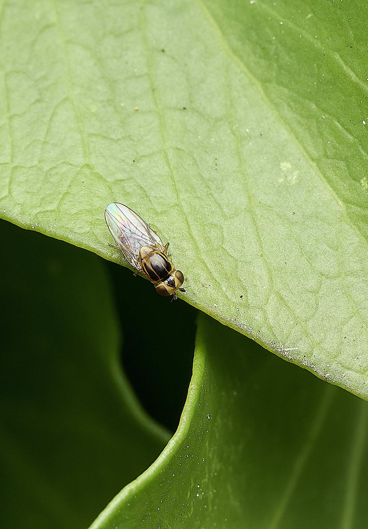 HanworthFlySP070426-1