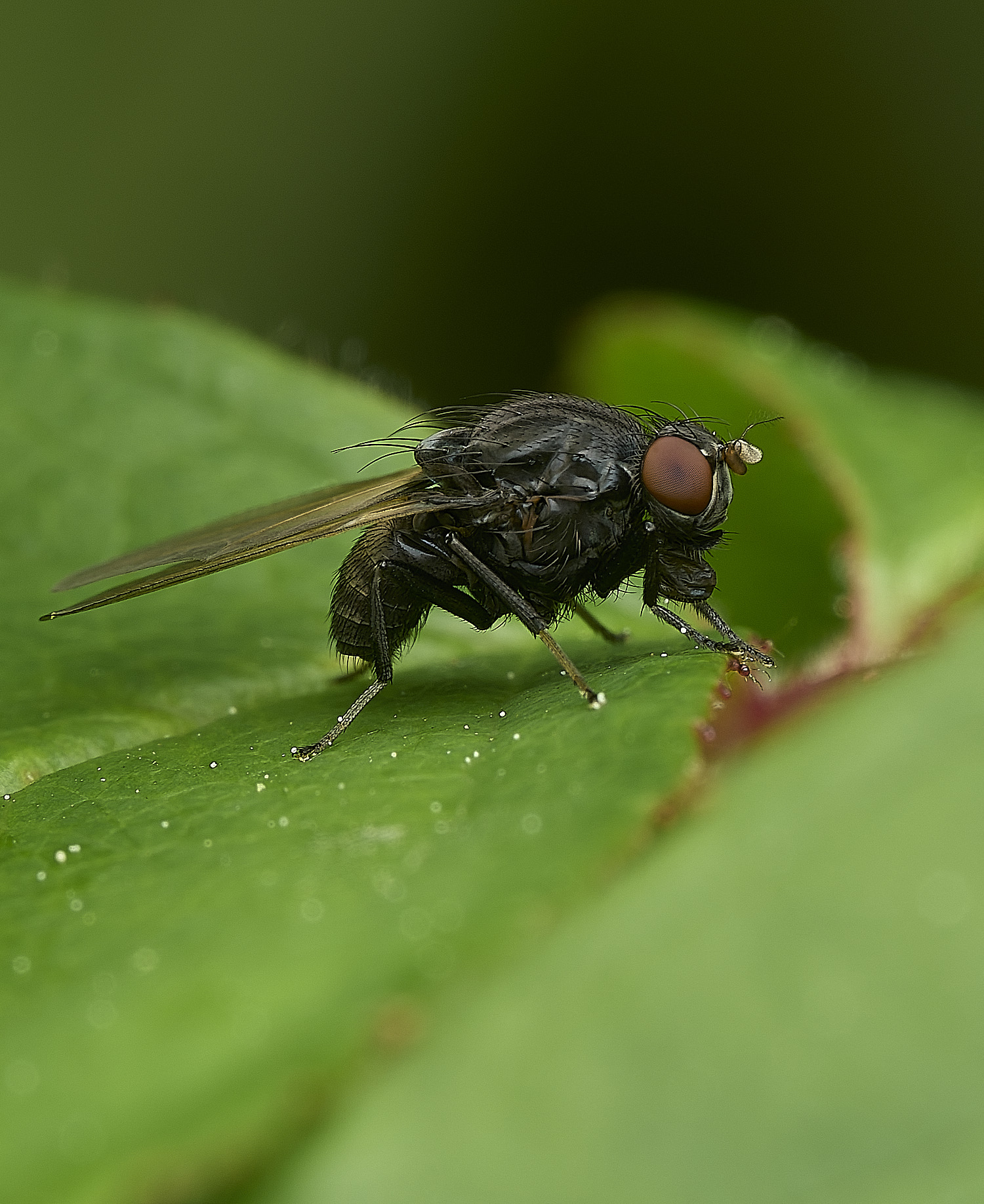 HanworthFlySp080526-1