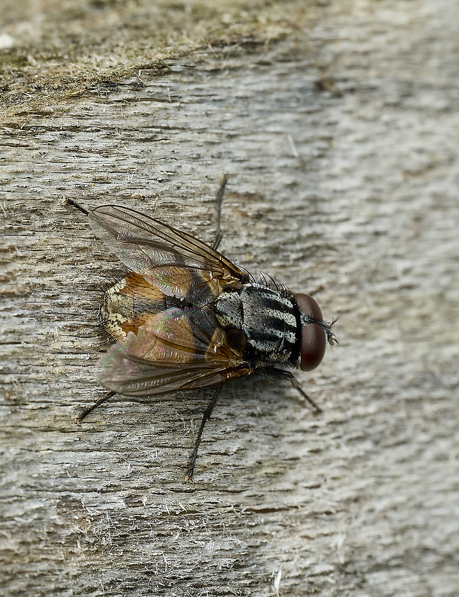 HanworthFlySp100426-1