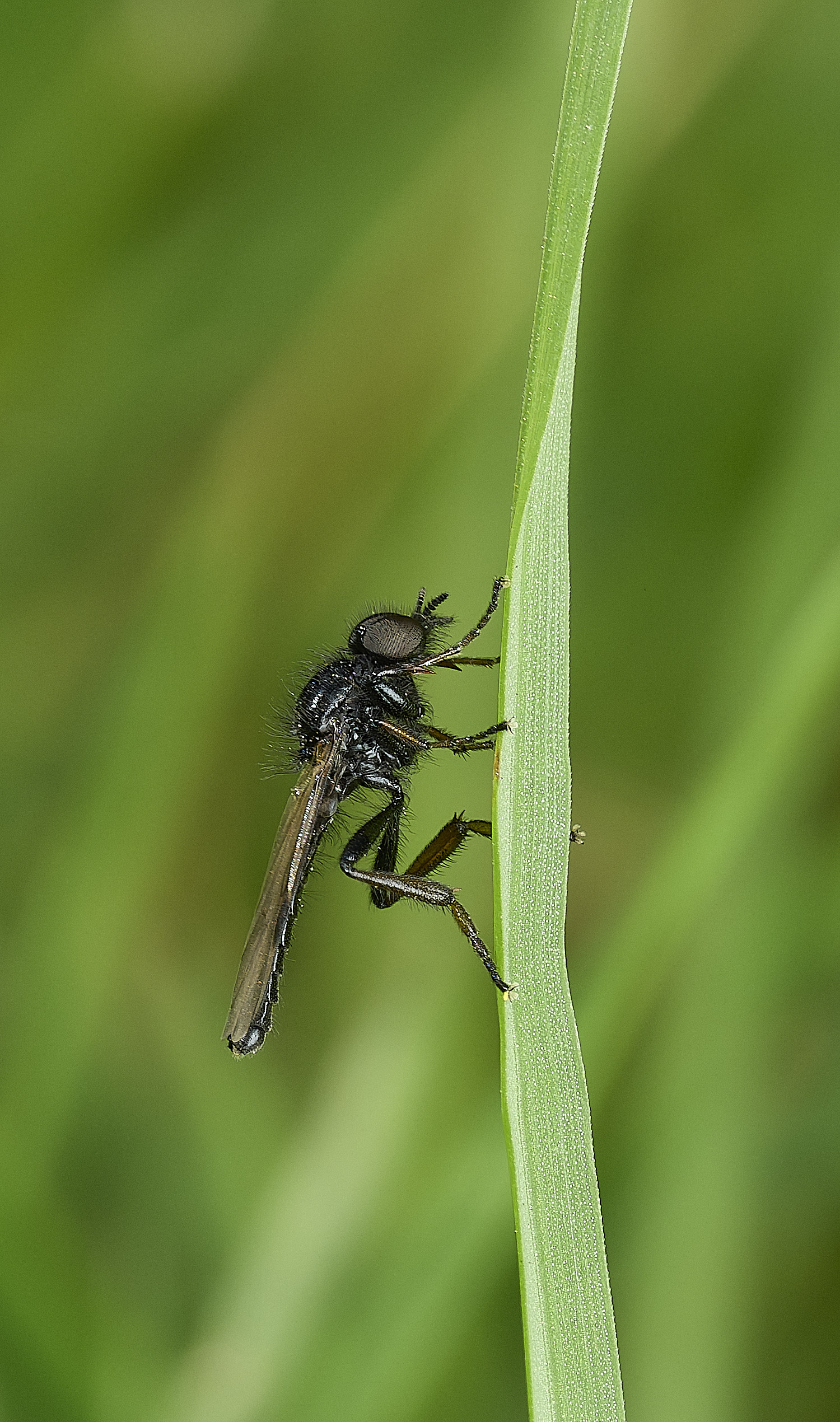 HanworthFlySp2100426-1 1