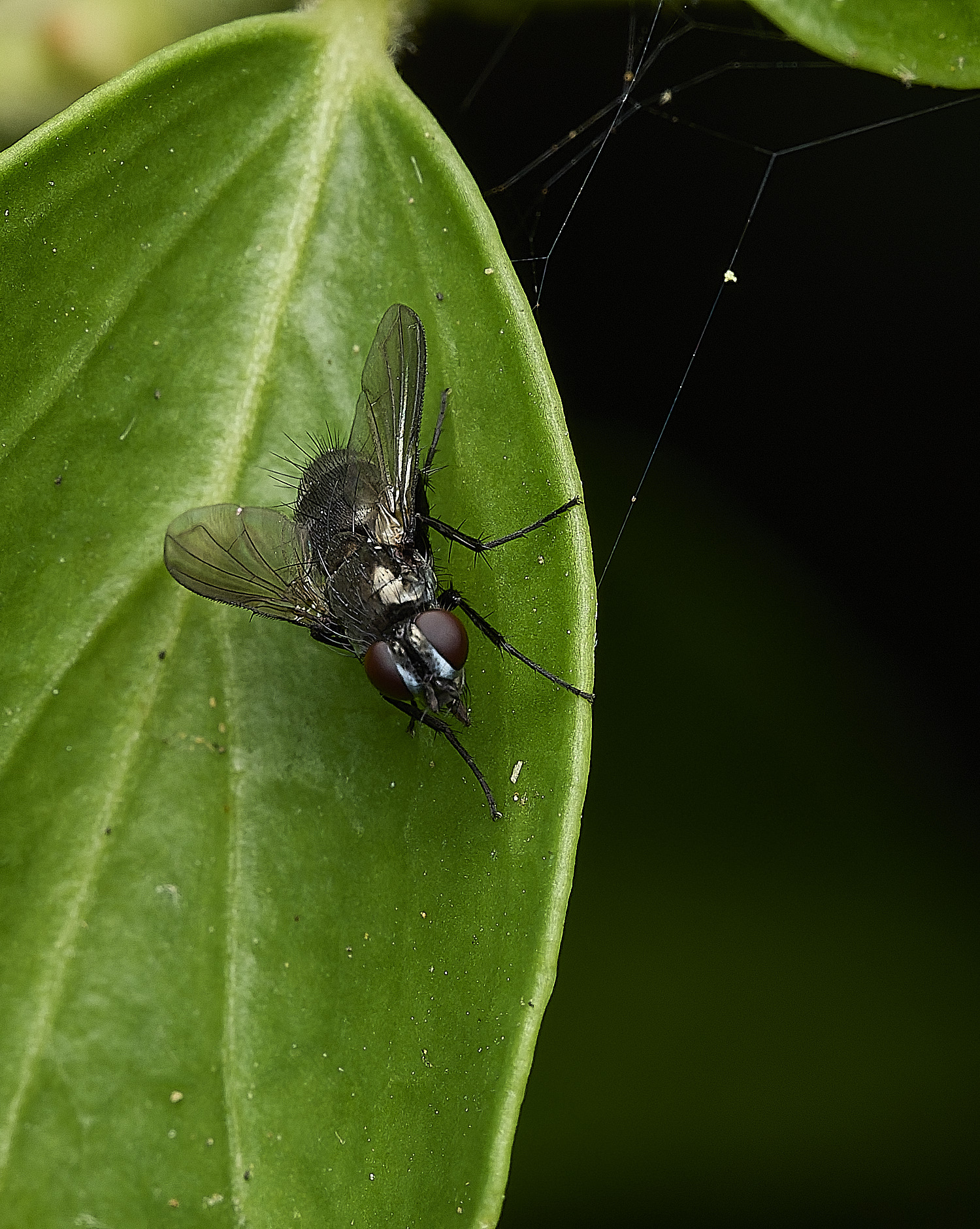 HanworthFlySp2210726-2