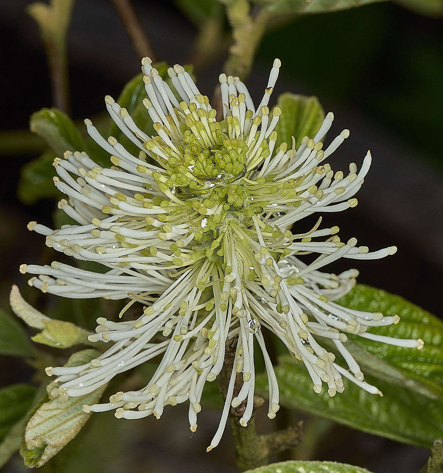 HanworthFothergilla140426-1