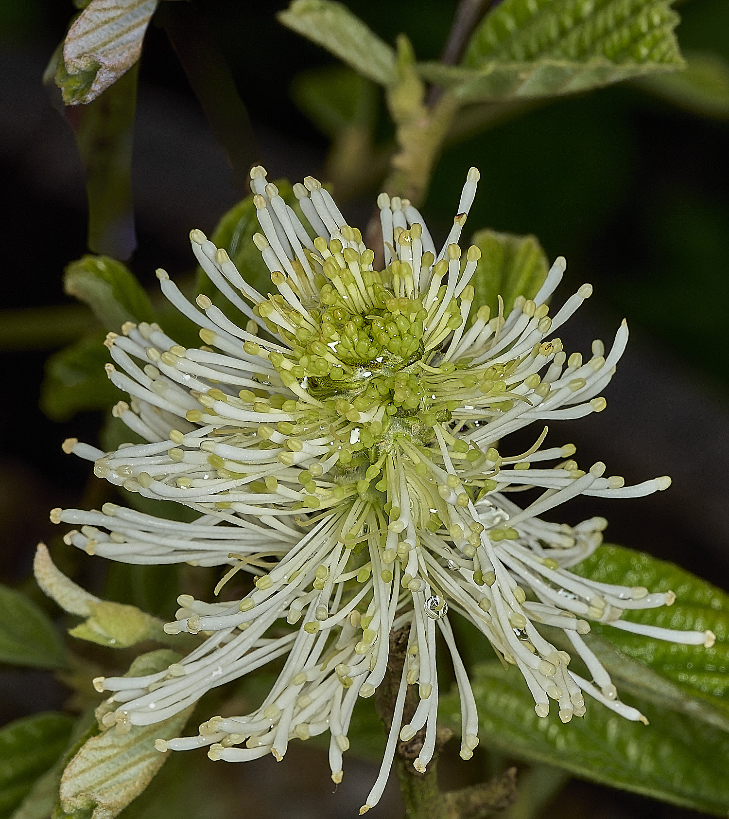 HanworthFothergilla140426-2