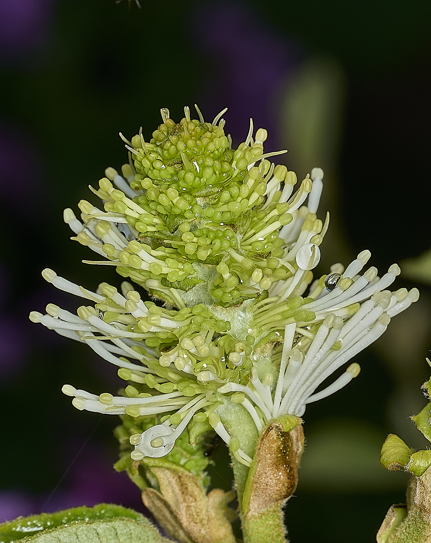HanworthFothergilla140426-3