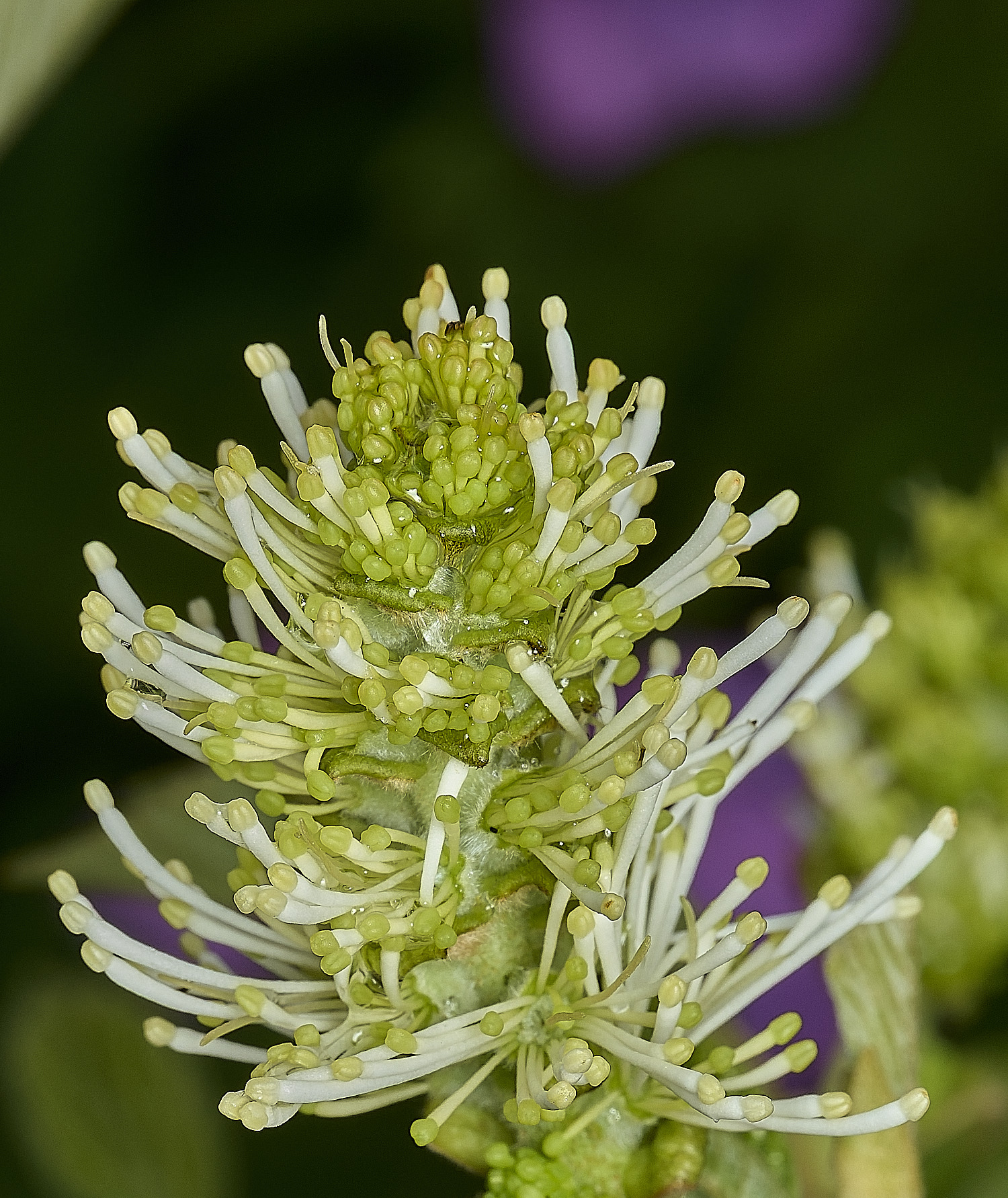 HanworthFothergilla140426-4