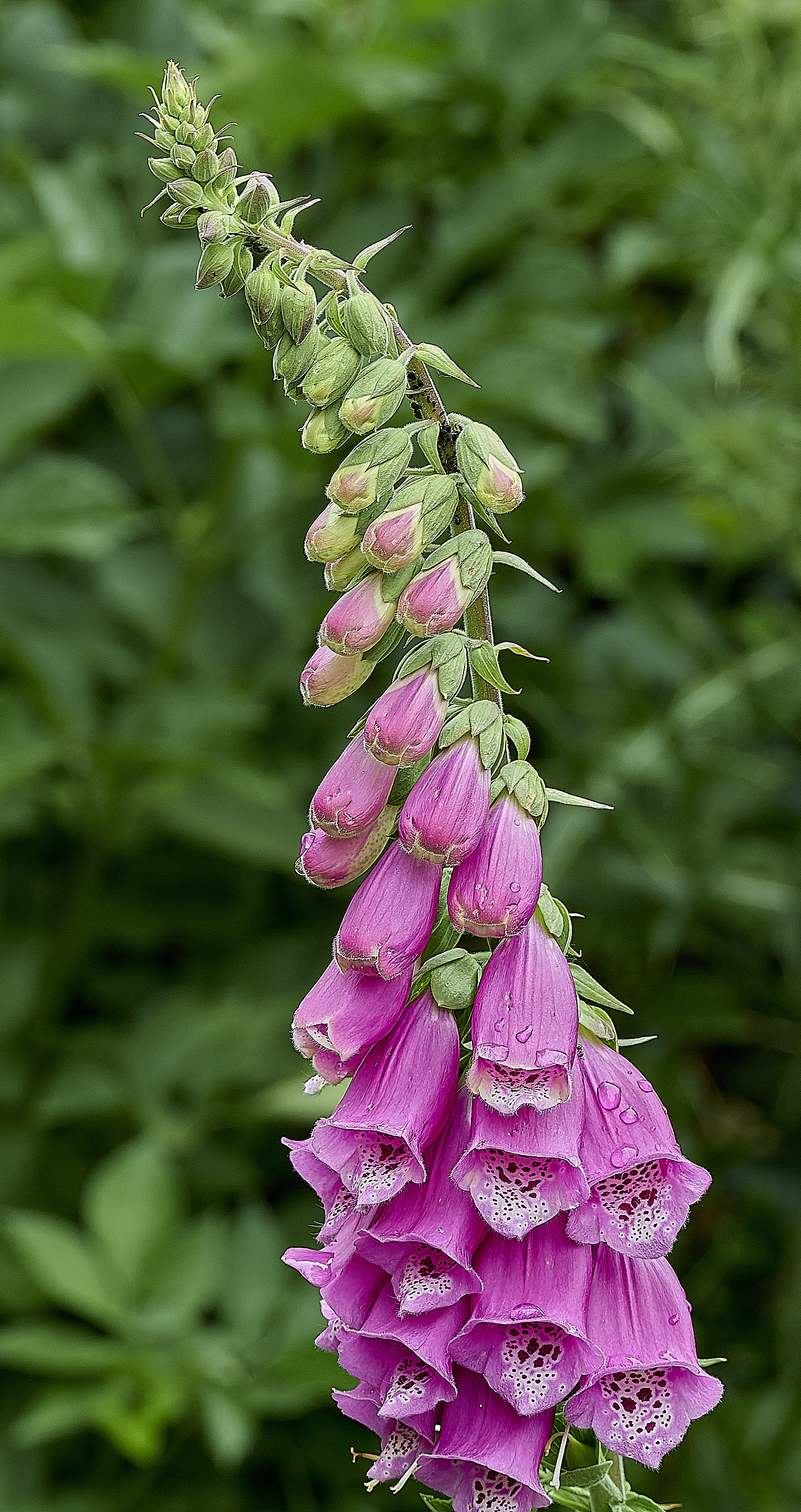 HanworthFoxglove080626-1