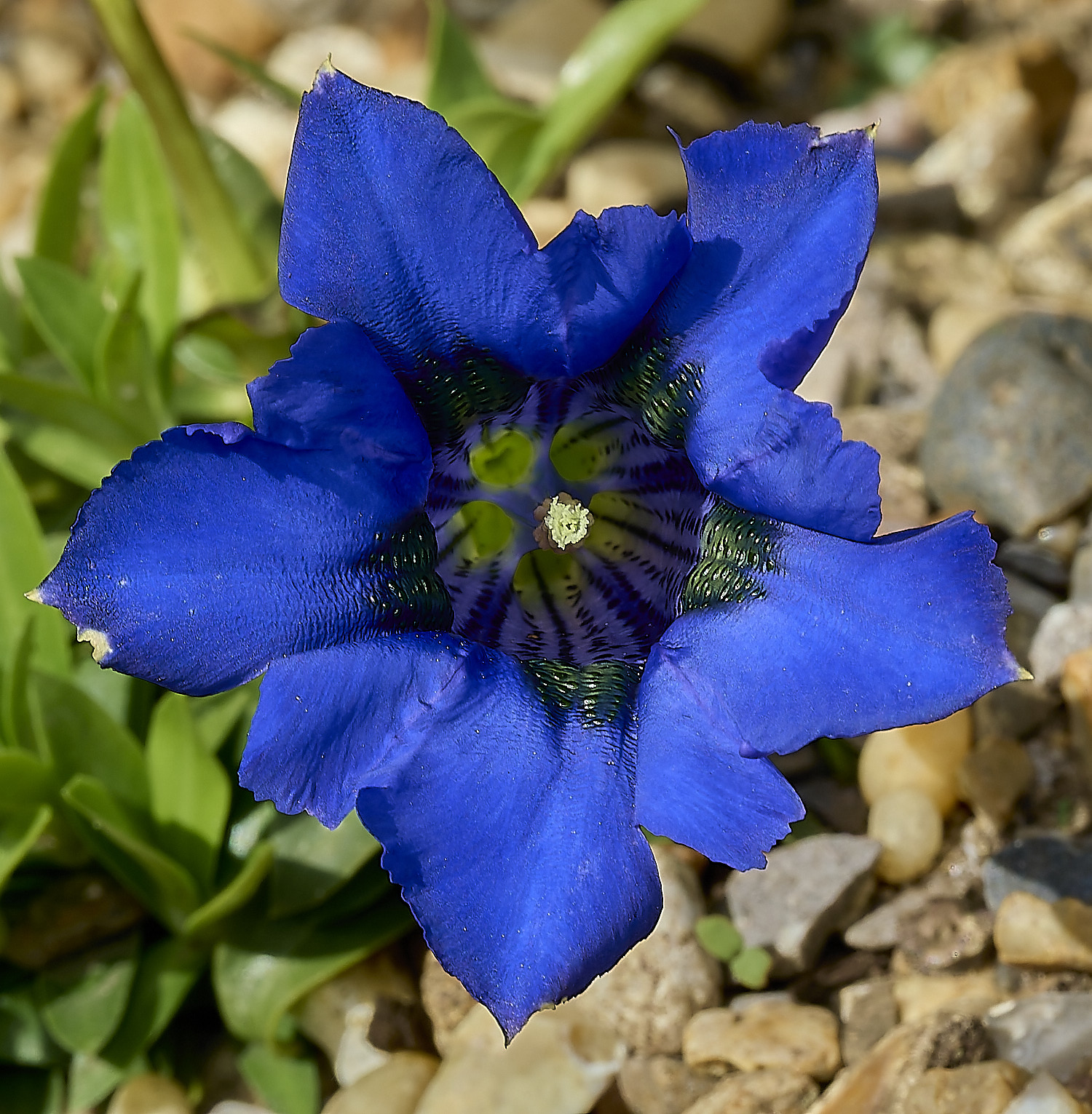 HanworthGentian120426-1