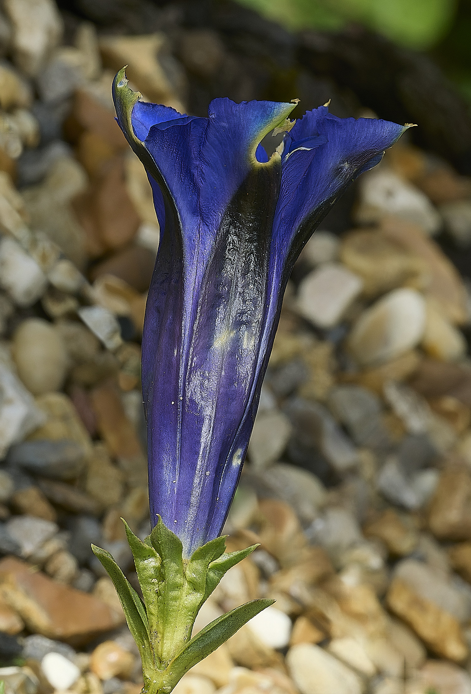 HanworthGentian120426-2