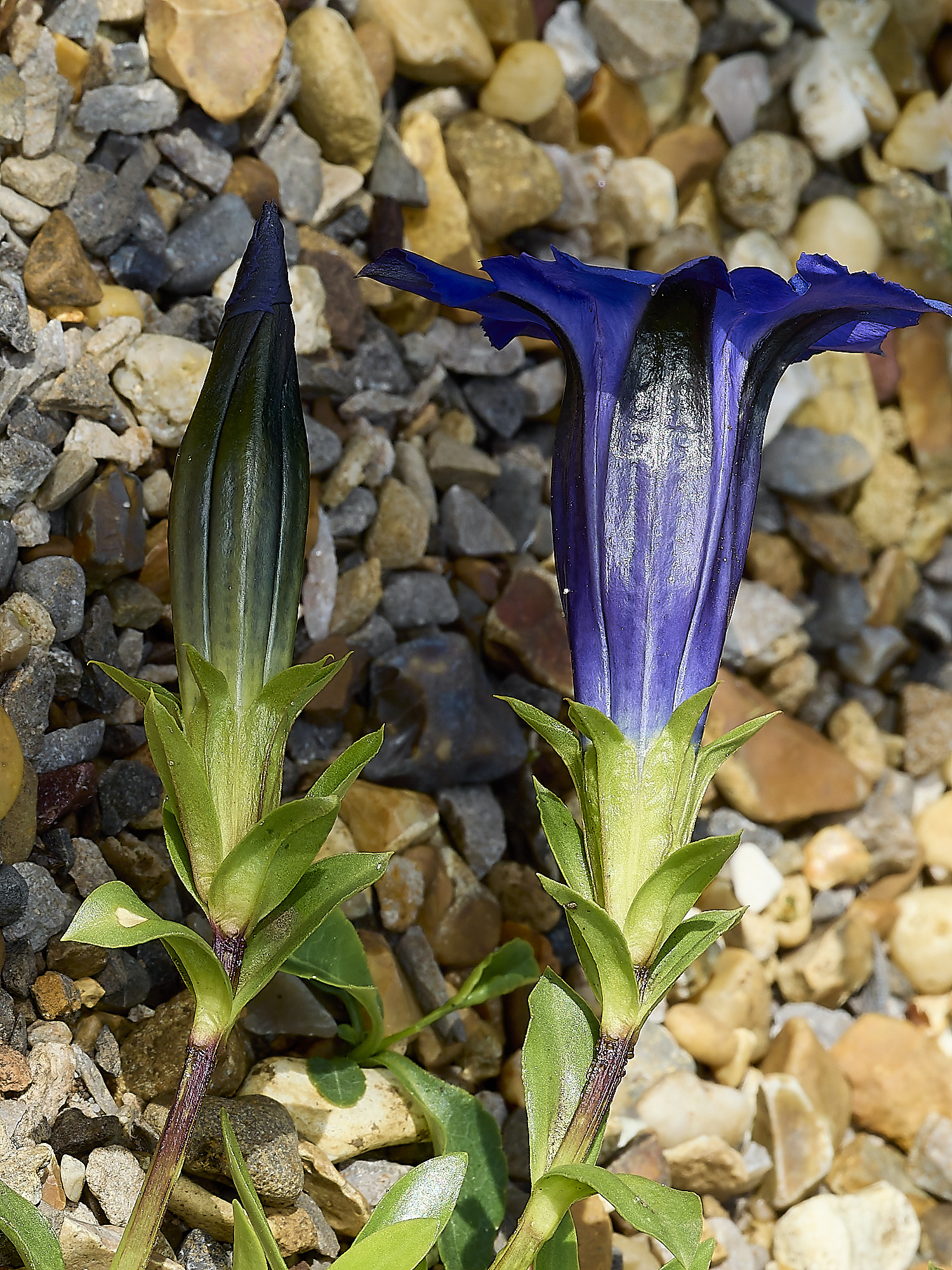 HanworthGentian120426-3