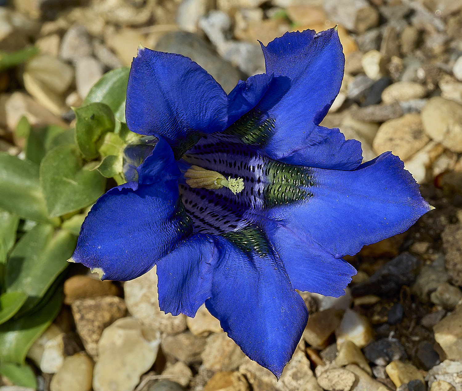 HanworthGentian120426-4