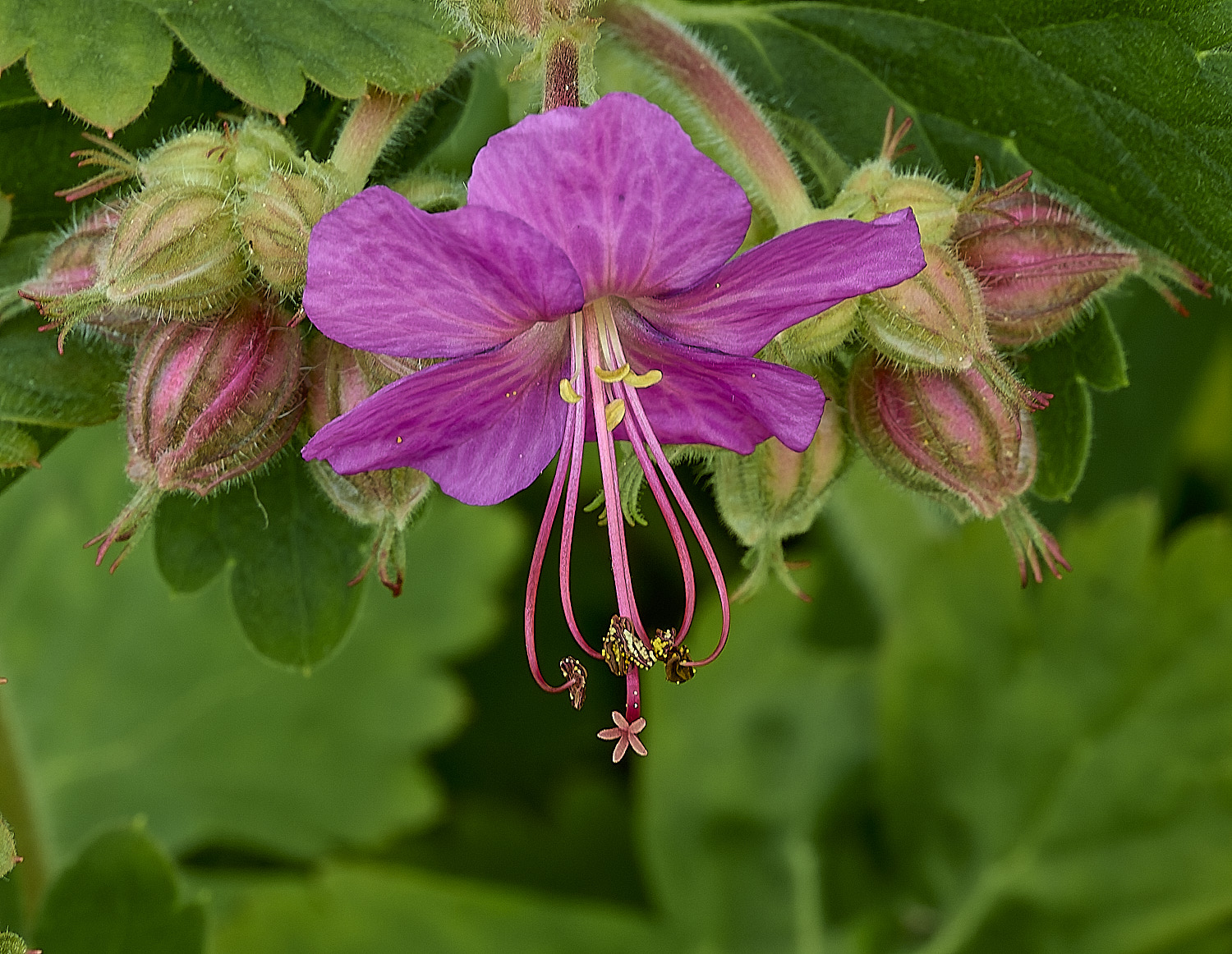 HanworthGeranium180426-1