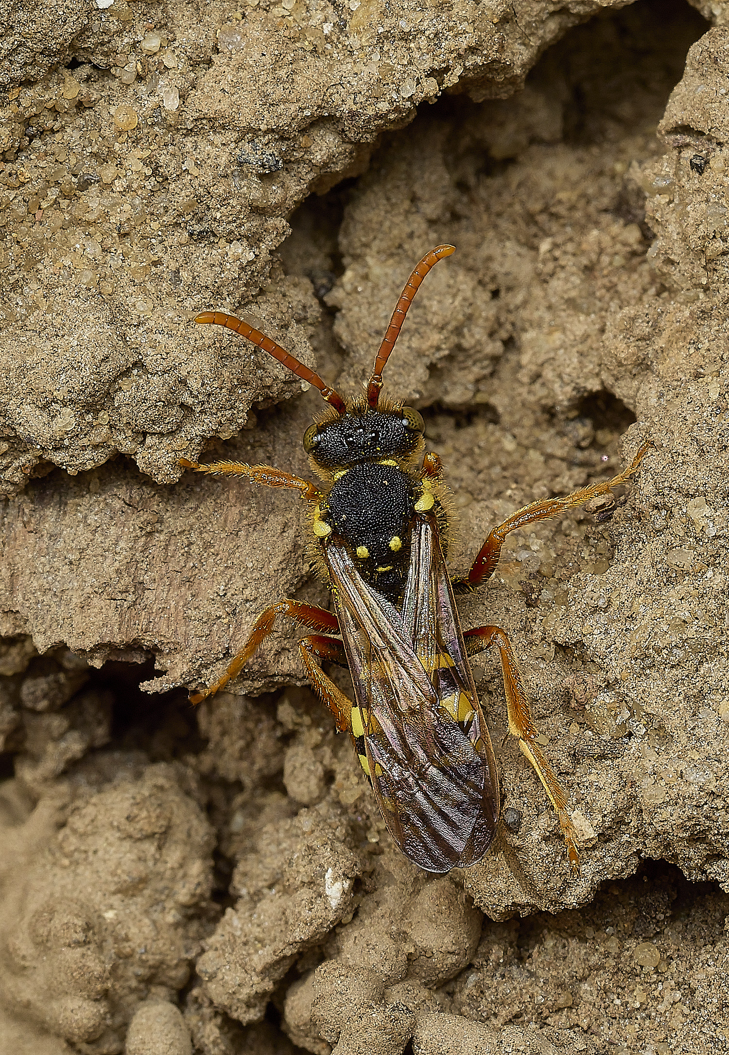 HanworthGoodens170426-1