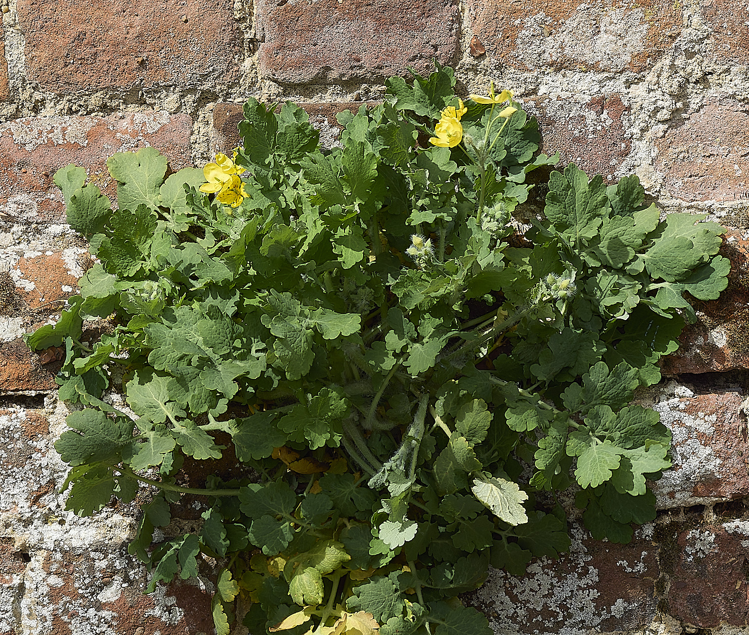 HanworthGreaterCelandine190426-3